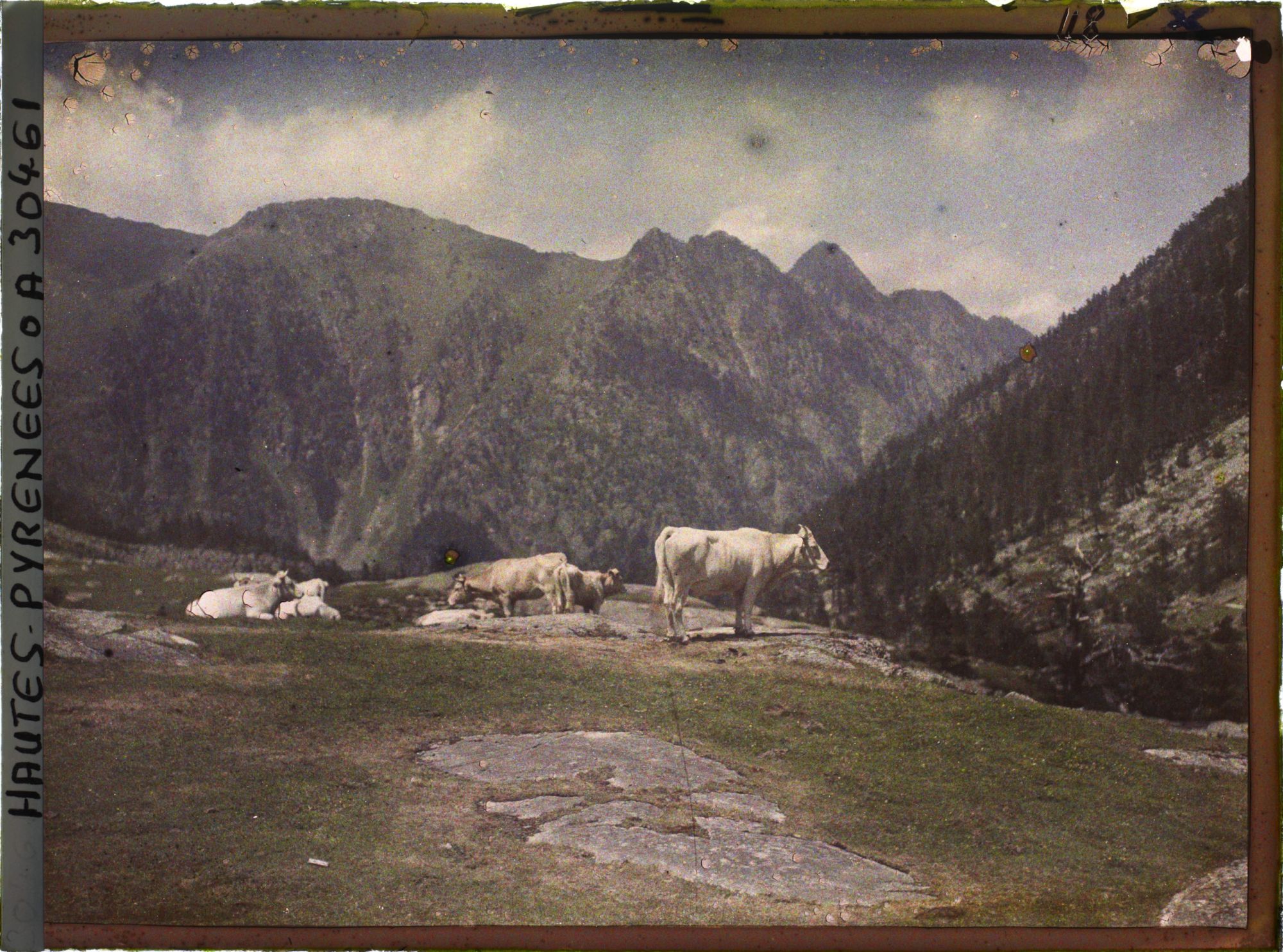 Image représentant Troupeau