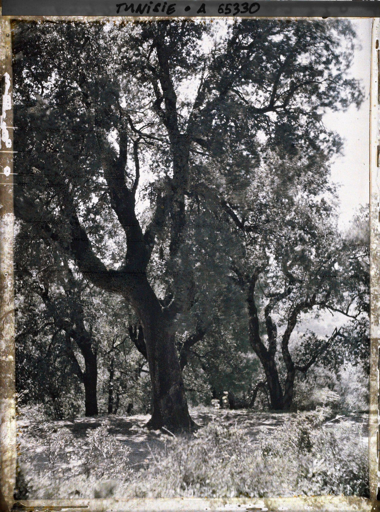 Image représentant La forêt de chênes