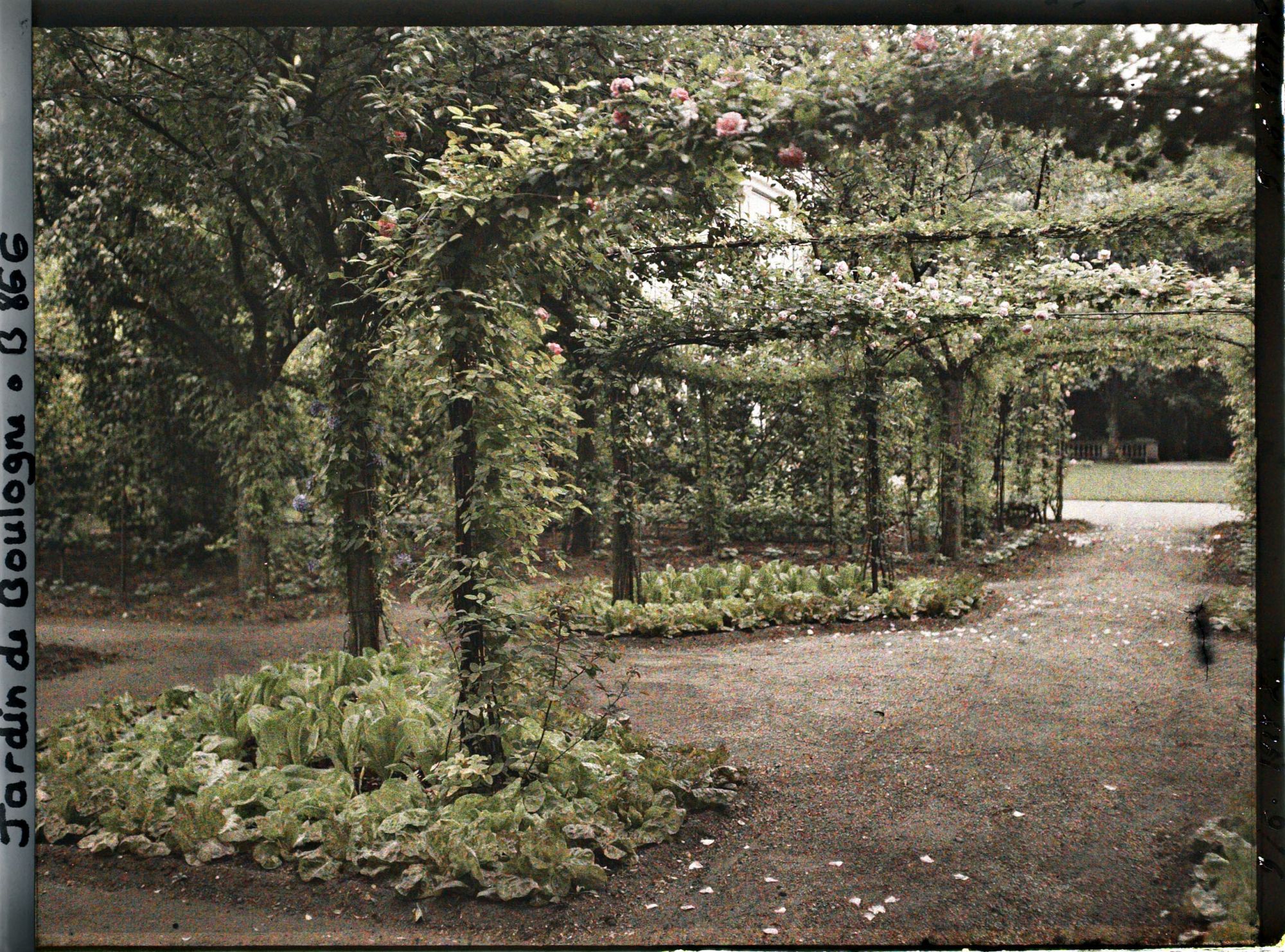 Image représentant Parterres nord d'un rond-point du verger-roseraie plantés de légumes, près du jardin français
