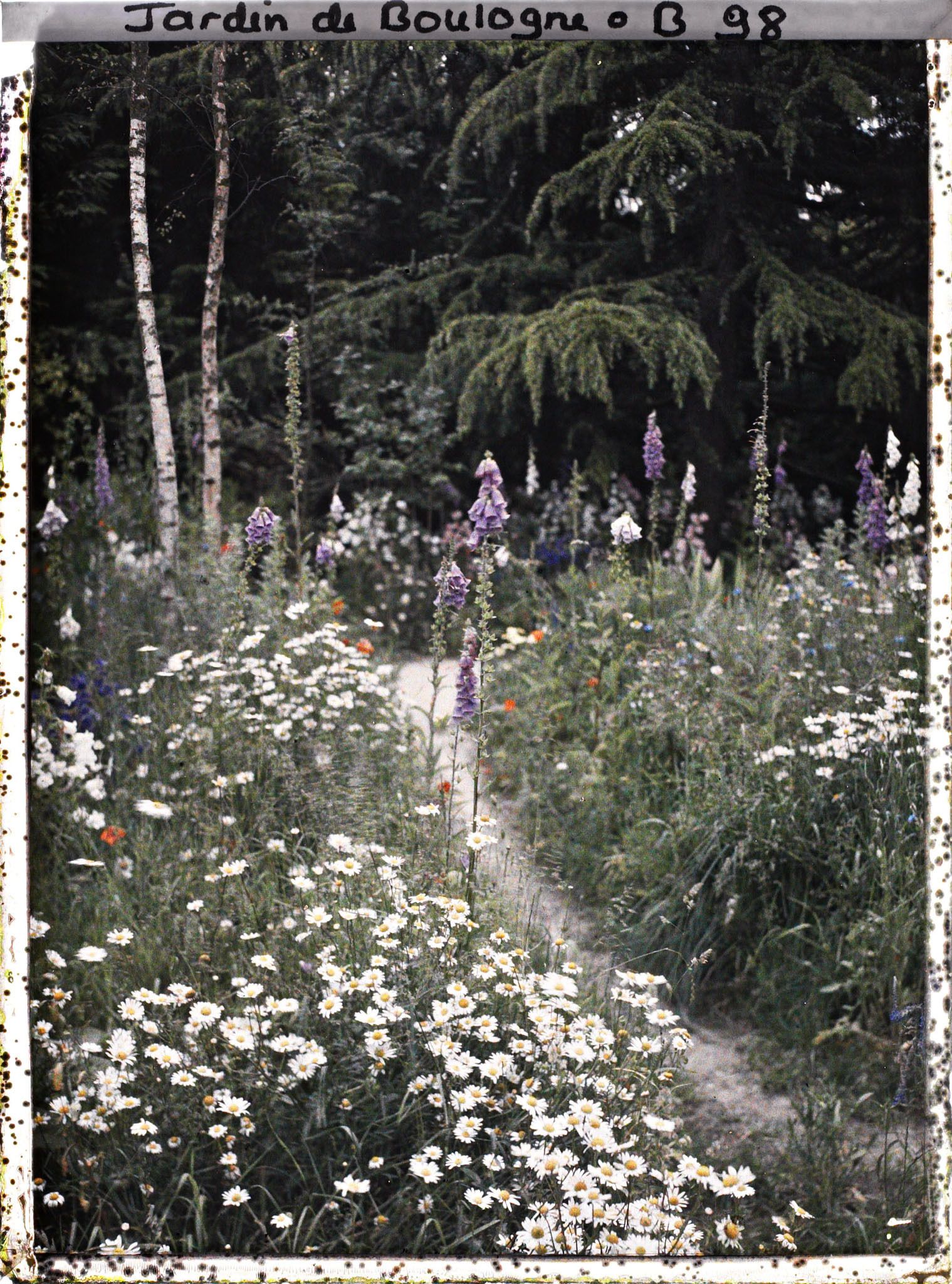 Image représentant Prairie en fleurs au coeur de la forêt dorée
