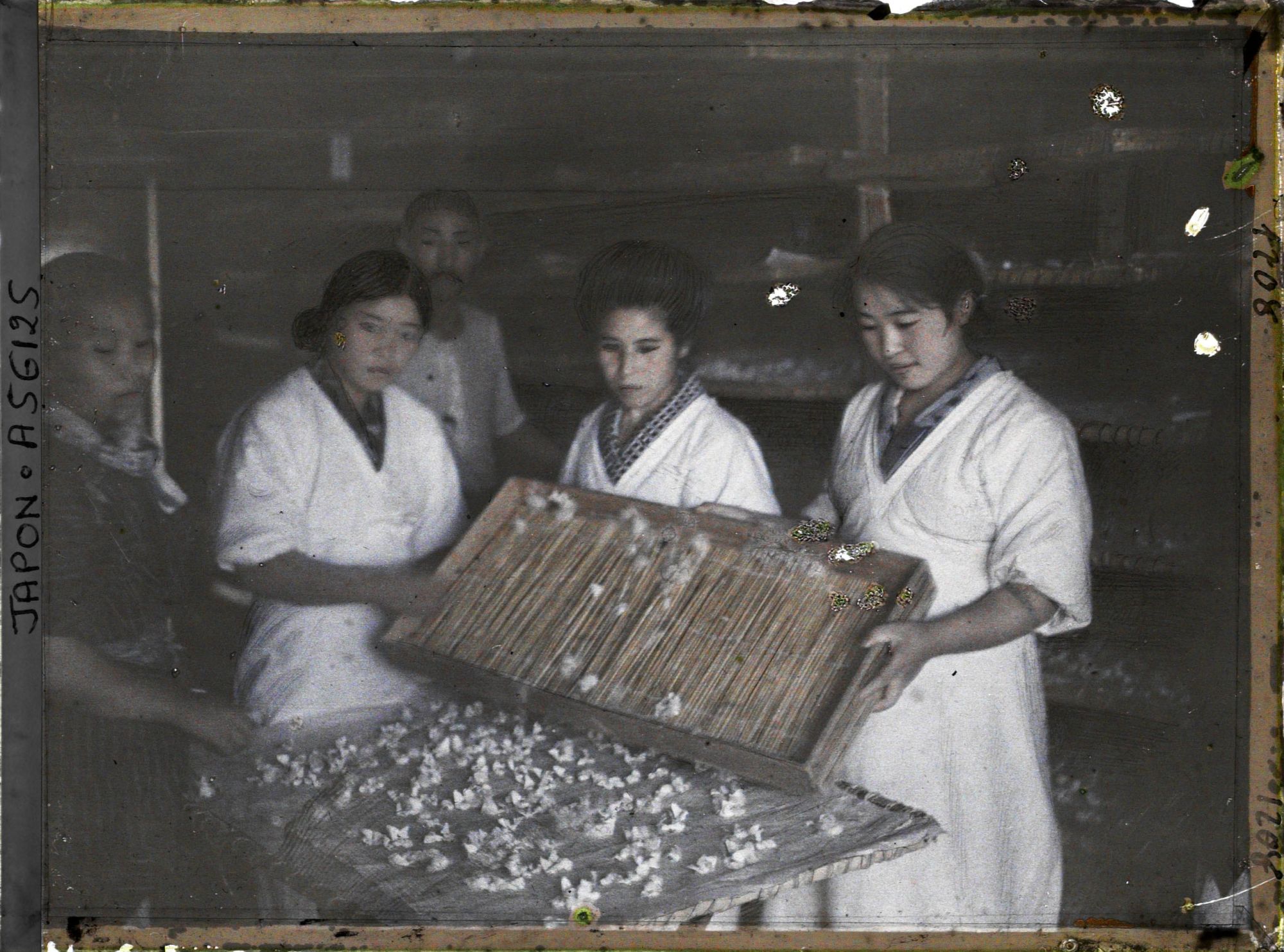Image représentant Sélection des papillons pour la ponte