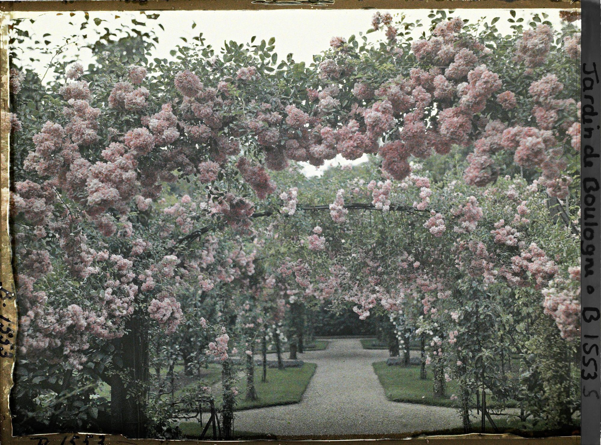 Image représentant Axe central du verger-roseraie vu depuis le second carrefour avant la dépendance