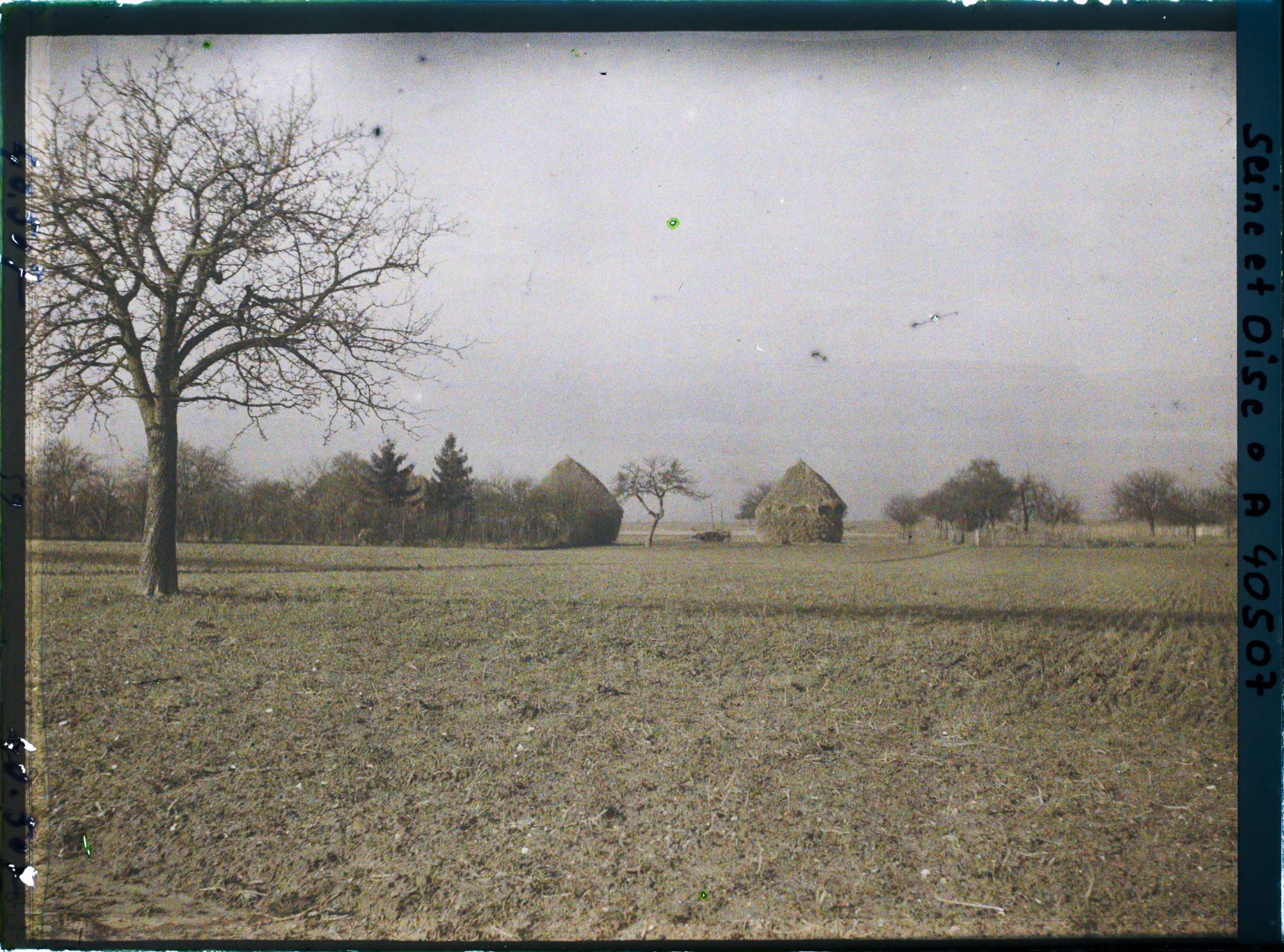 Image représentant France, Les Clayes, Champ de blé et à gauche, pommier