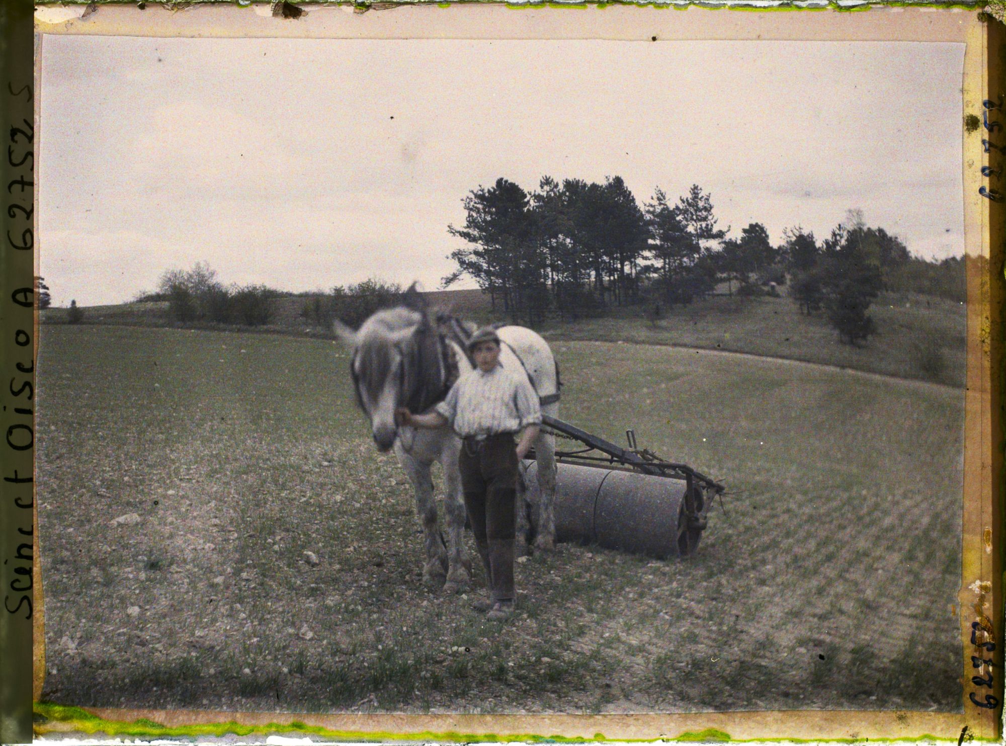 Image représentant Ile de France, Vallangoujard, Cultivateur passant le rouleau sur le blé en herbe