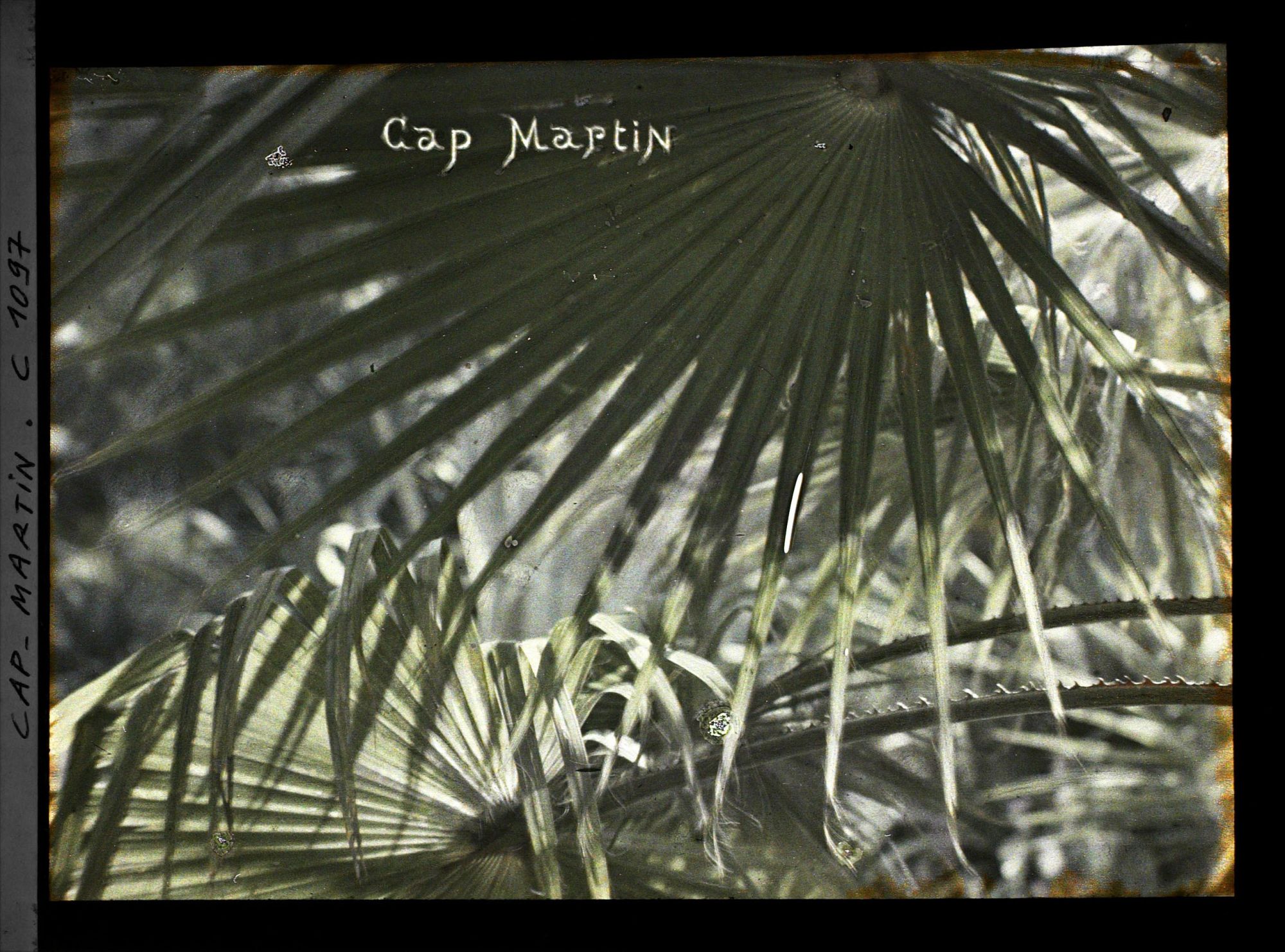 Image représentant le Jardin Palmiers