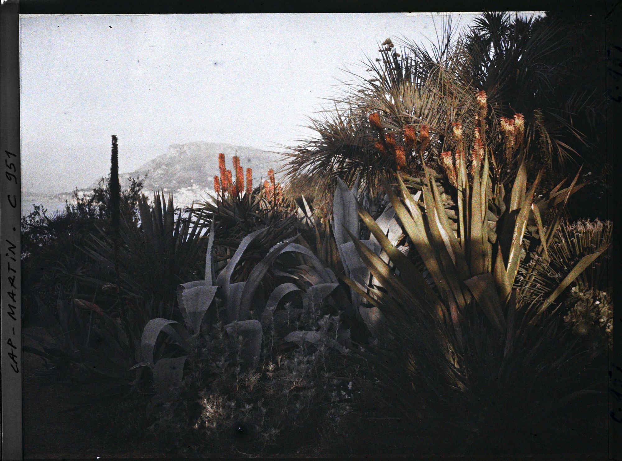 Image représentant Le Jardin Soleil levant vers Monaco