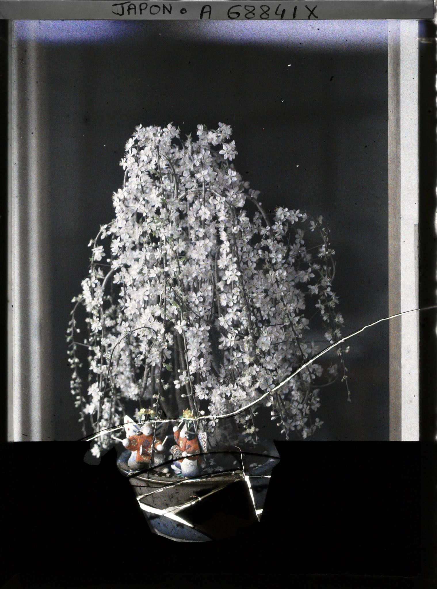 Image représentant Bonzaï de cerisier pleureur et poupées