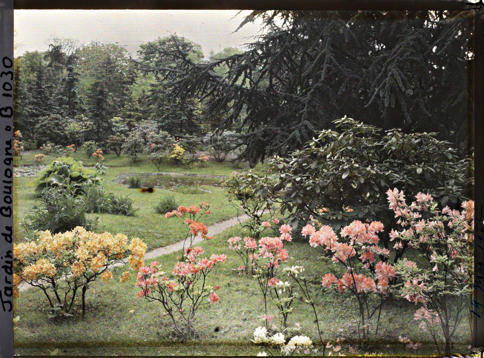 Image représentant Azalées près du marais