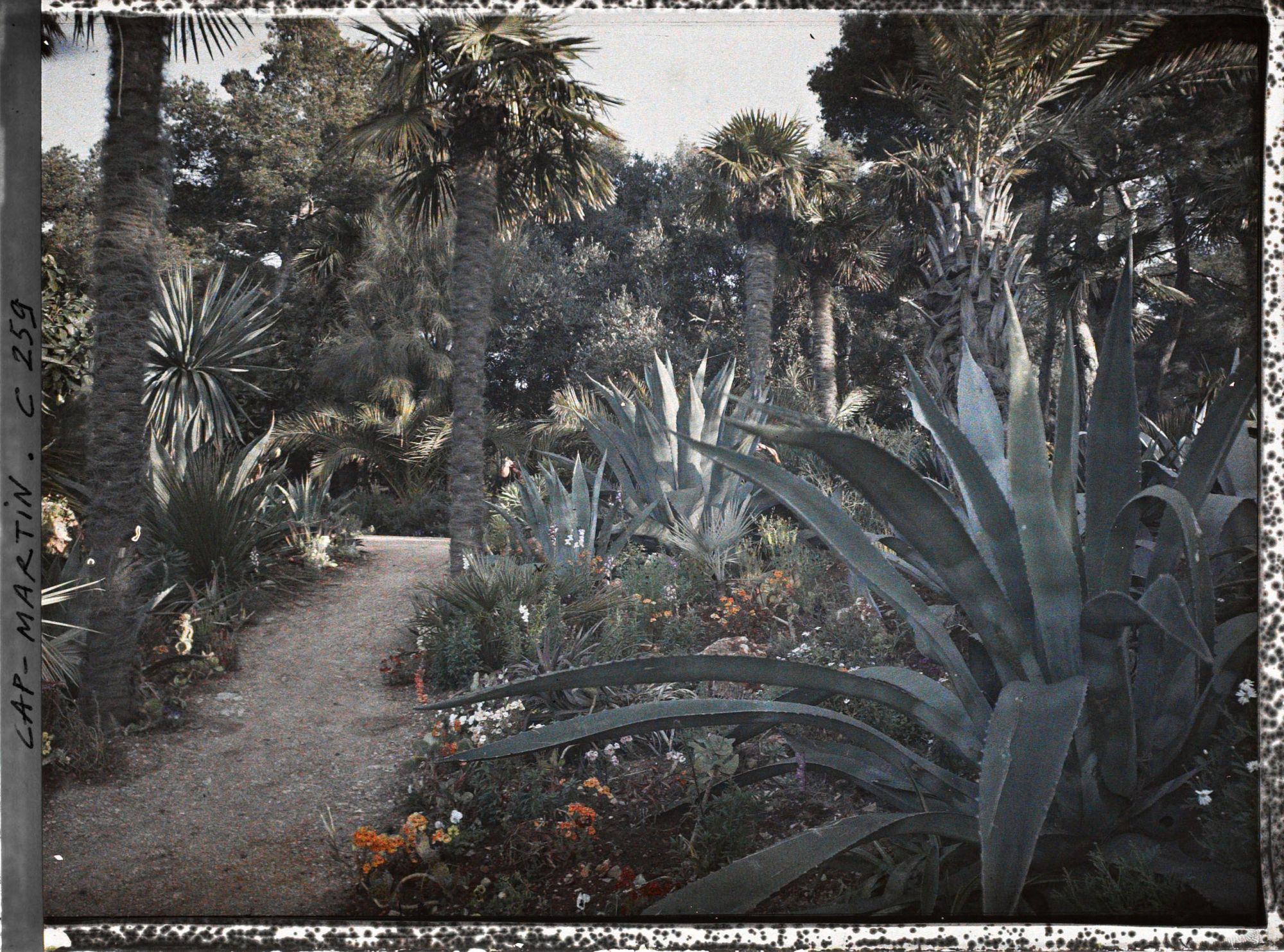 Image représentant Cap-Martin - Le Jardin