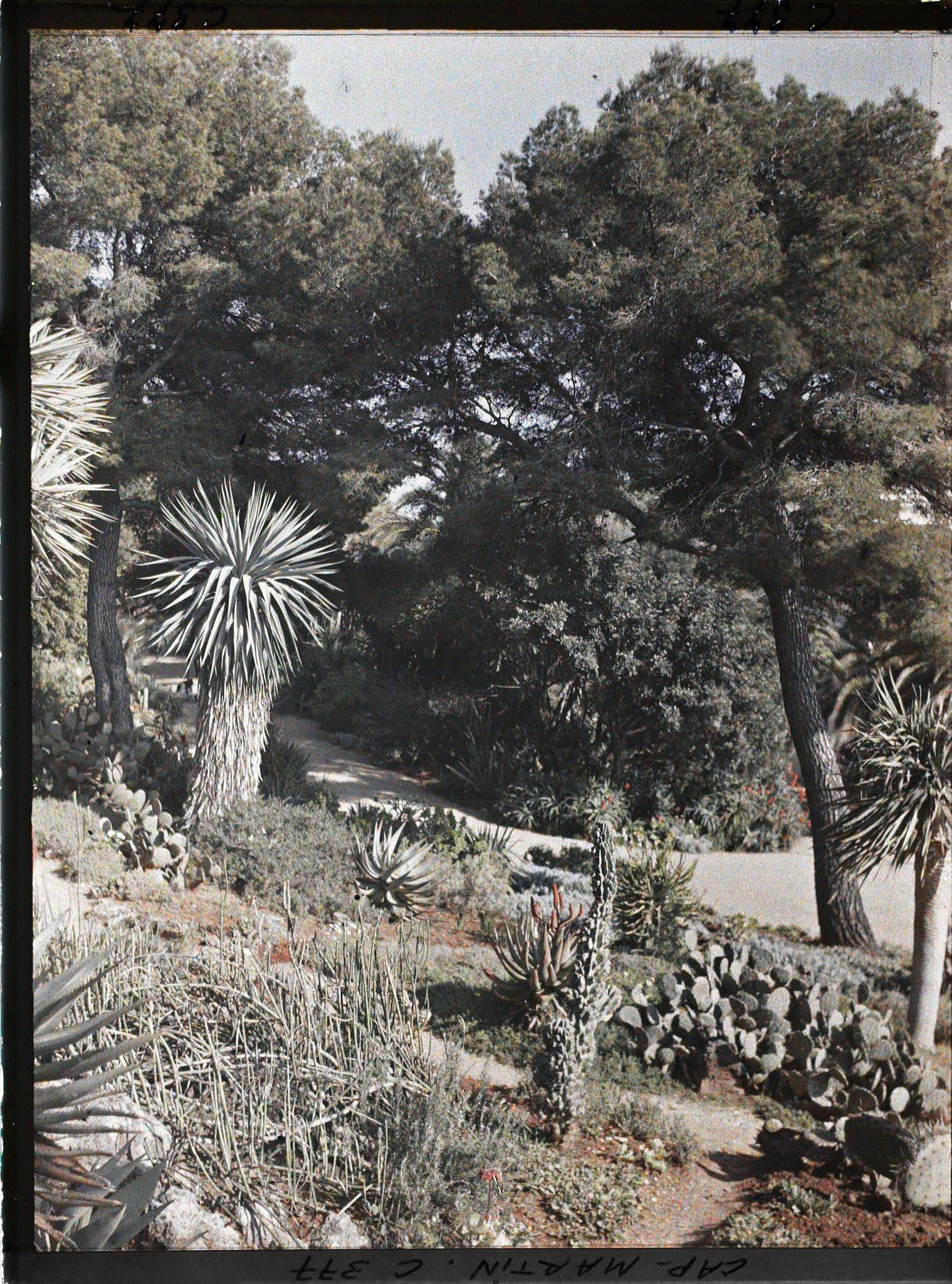 Image représentant Cap Martin Le Jardin