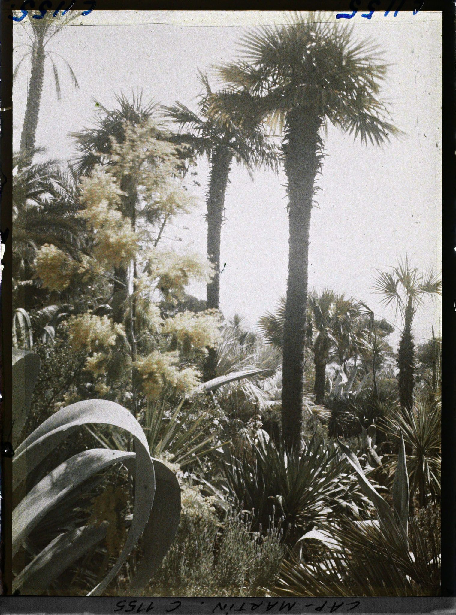 Image représentant le jardin