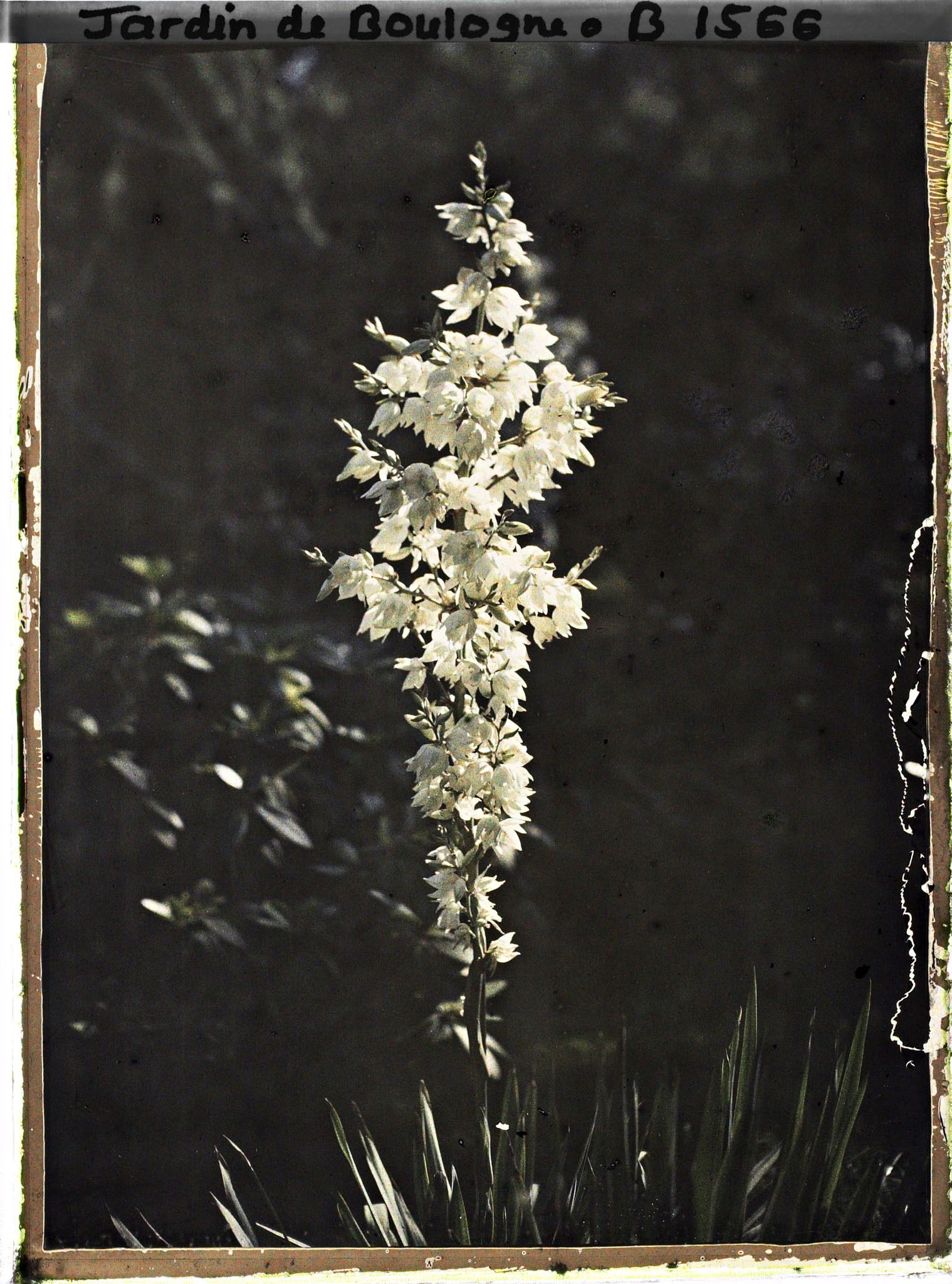 Image représentant Yucca