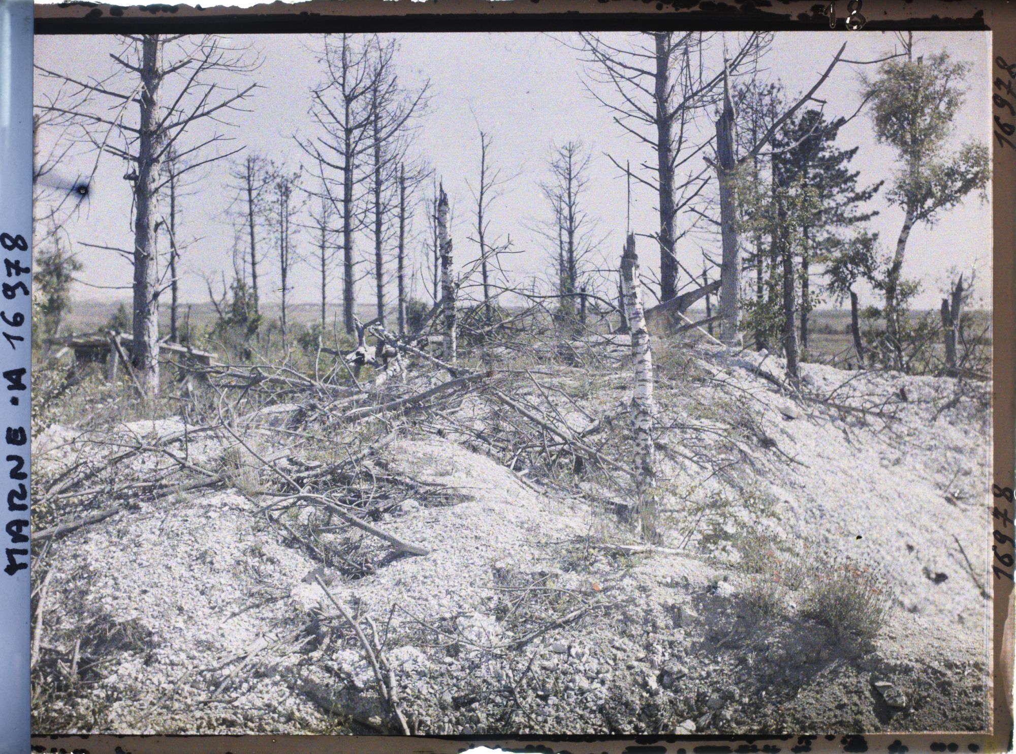 Image représentant France, Mauroy, Arbres déchiquetés par les Obus