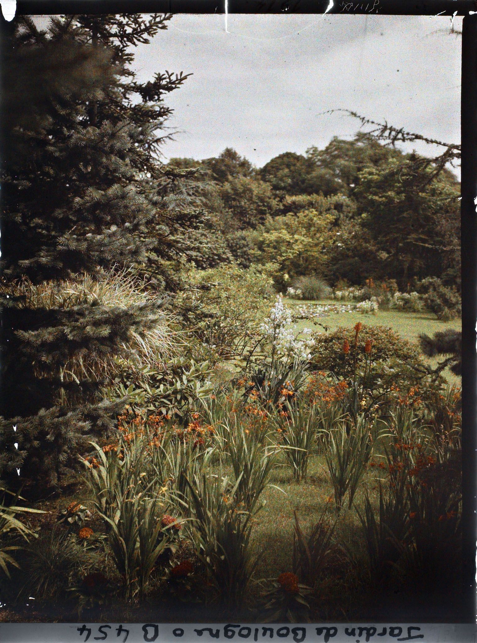 Image représentant Groupe de fleurs chatoyantes situées face au marais, vu en direction du nord