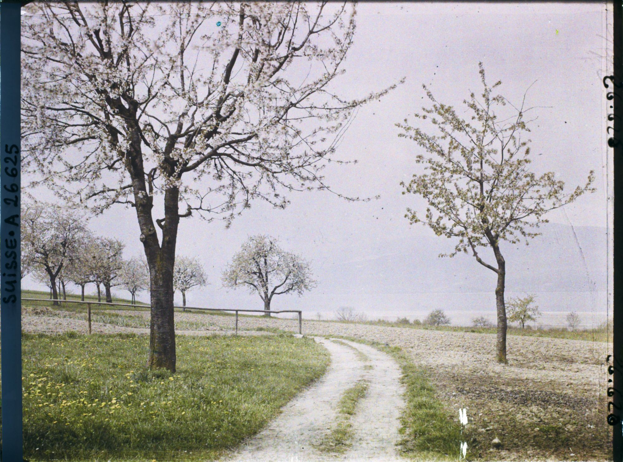 Image représentant Un chemin bordé de cerisiers en fleurs en direction du lac de Neuchâtel