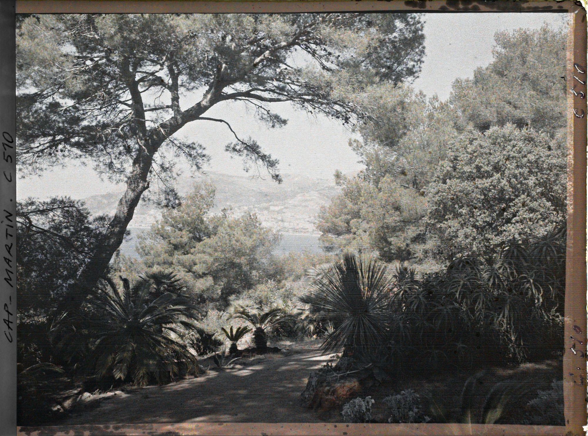 Image représentant Jardin de Miramar