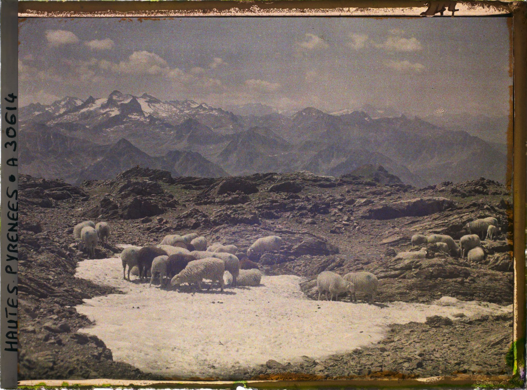 Image représentant France, Moutons au pâturage