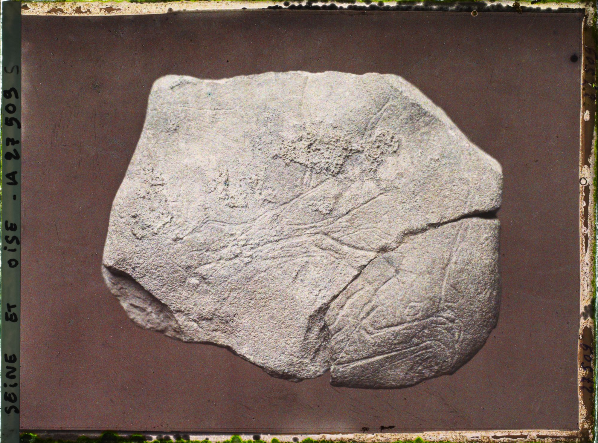 Image représentant France, St Germain-en-Laye, Tête de bouquetin gravé s/ Calcaire 56751