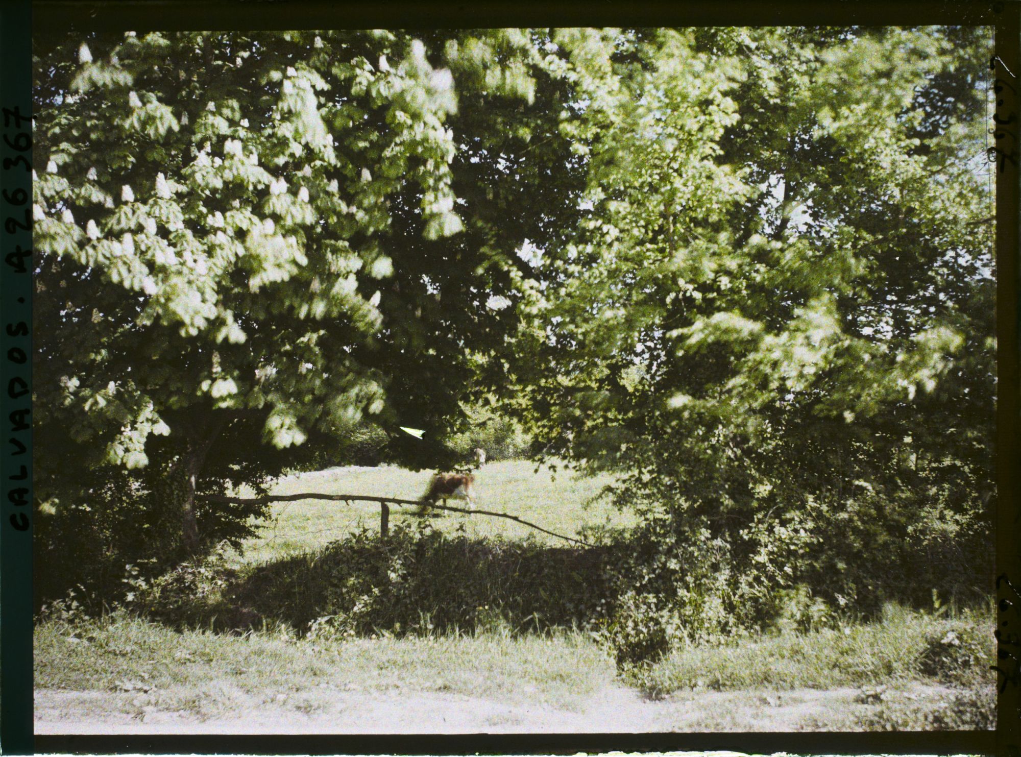 Image représentant Pâturage