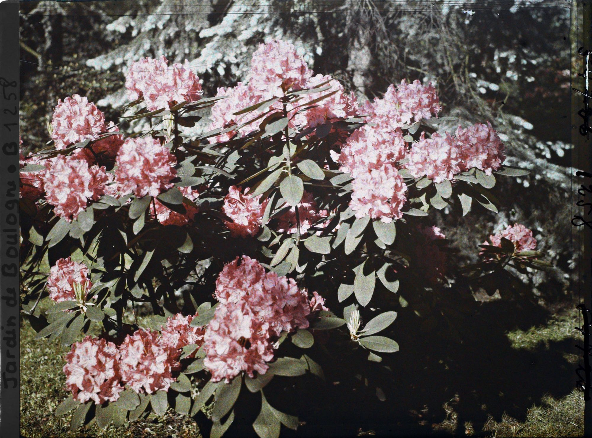 Image représentant Rhododendrons rouges-rosés