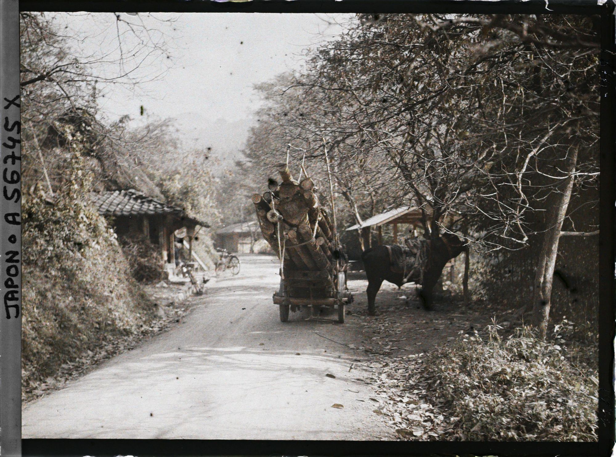 Image représentant Bœuf d'attelage dans le village