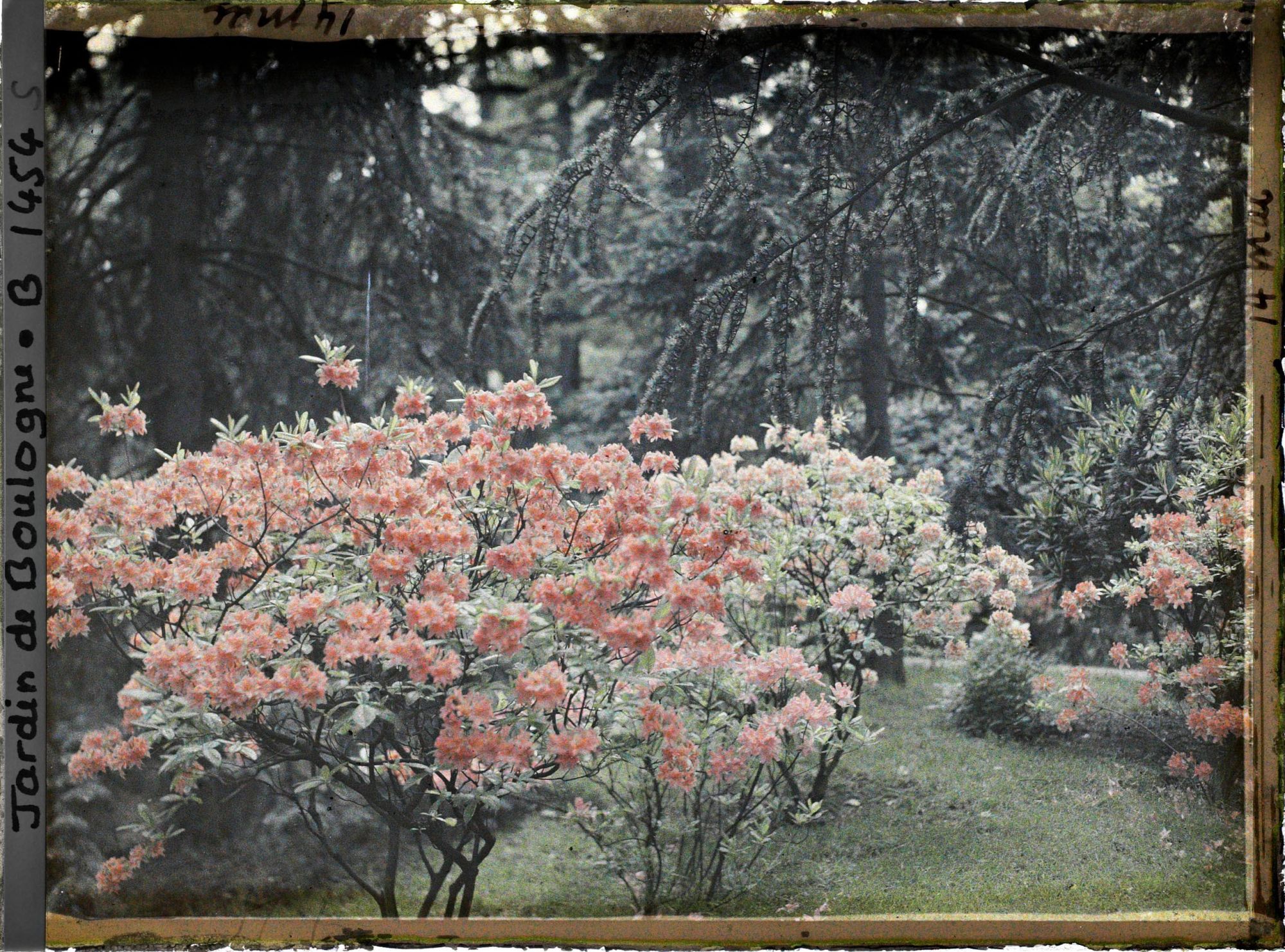 Image représentant Azalées près de la forêt bleue