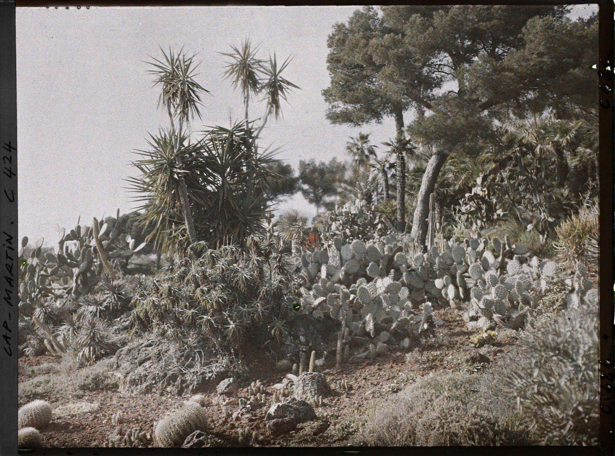 Image représentant Cap Martin Le Jardin