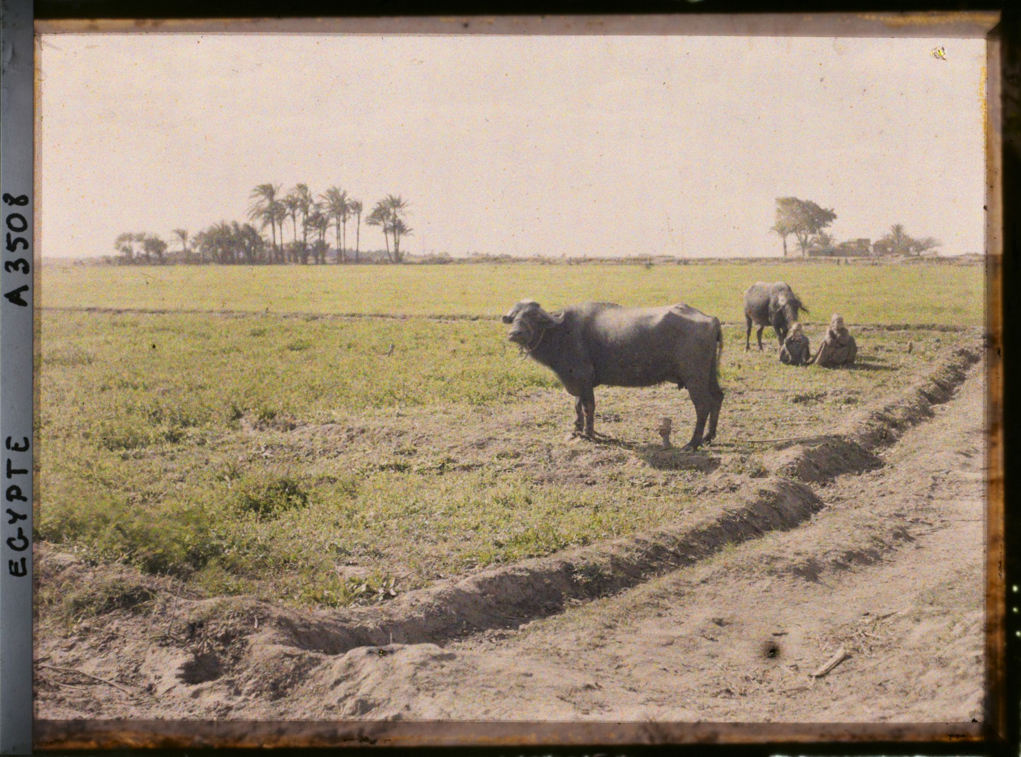 Image représentant Buffles au paturage emmenés par des enfants bergers