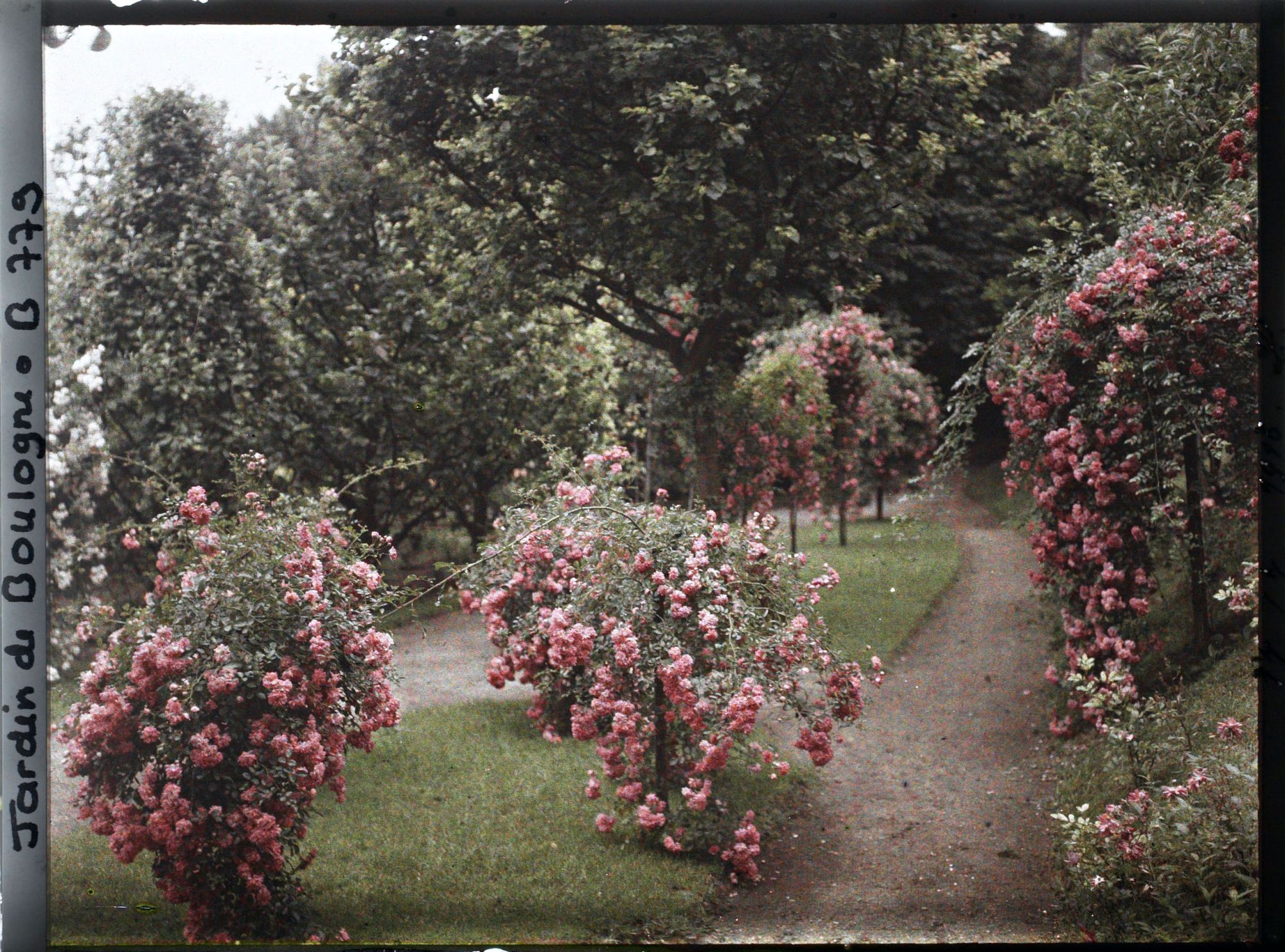 Image représentant Parterres fleuris au centre de l'allée située au sud du verger-roseraie, vus en direction de l'est