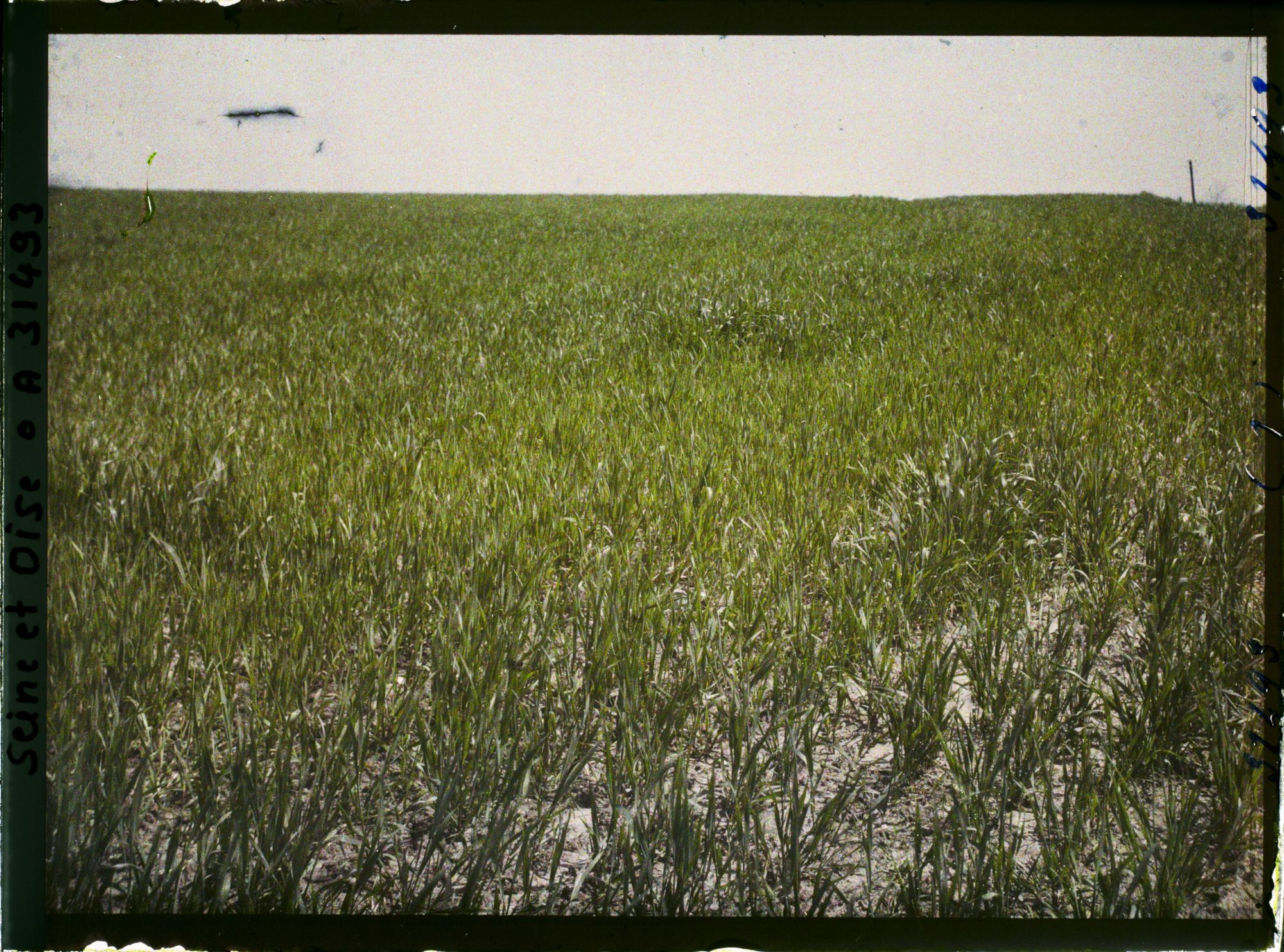 Image représentant France, Fontenay-Fleuri, Aspect des Cultures,