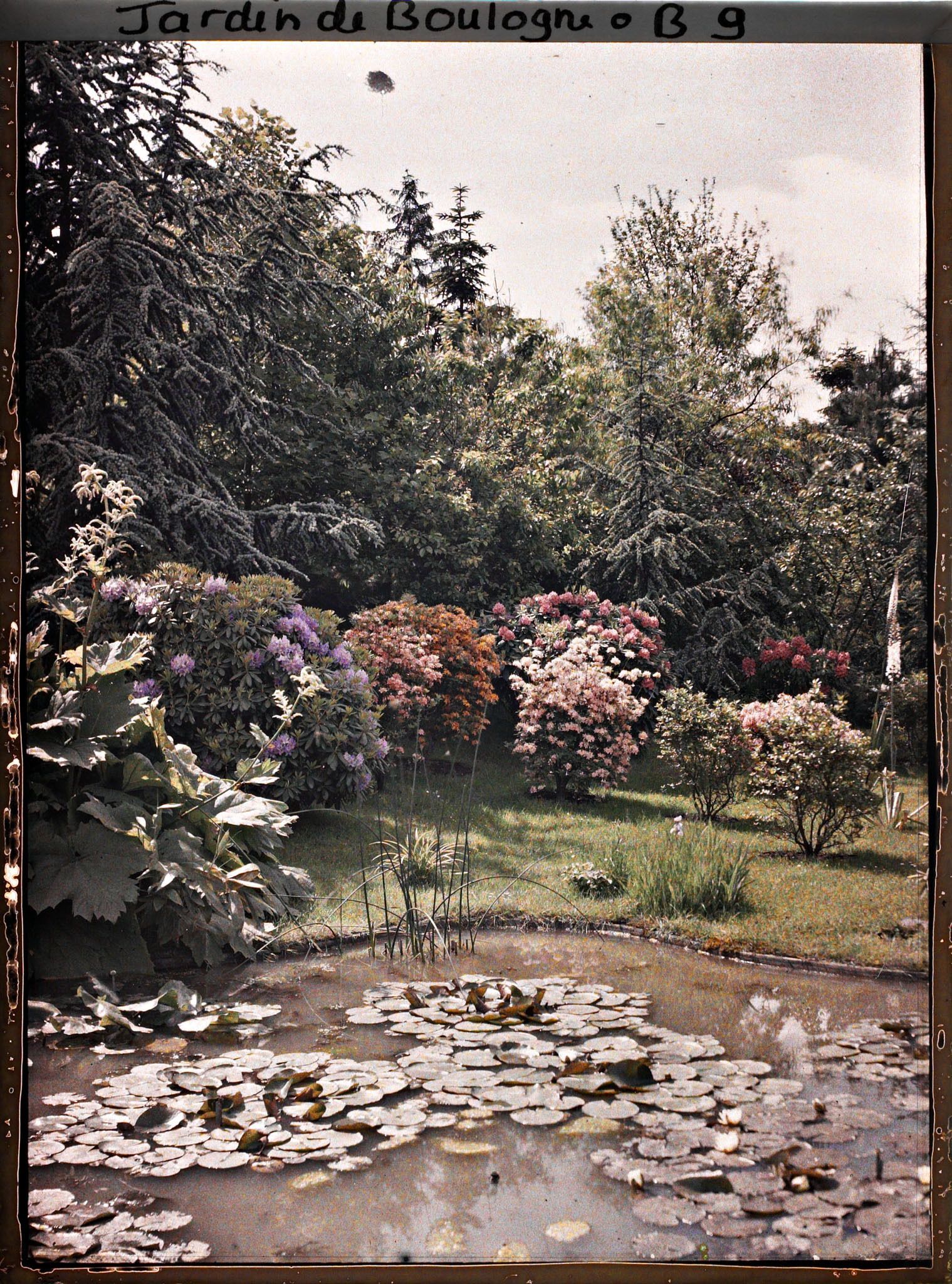 Image représentant Massif de rhododendrons et d'azalées en fleurs bordant l'est du marais, vu en direction du sud-est