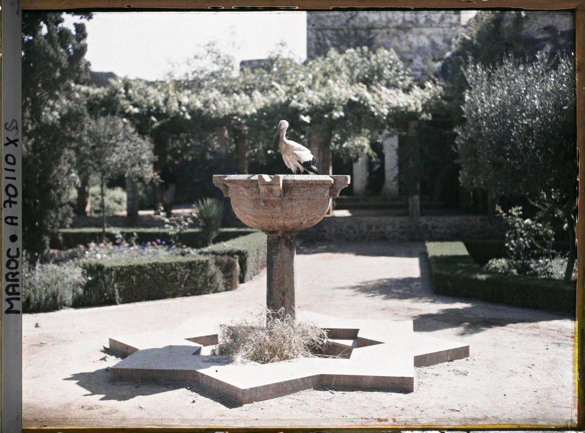 Image représentant Cigogne sur une vasque du jardin de la madrasa dans la casbah des Oudaïa