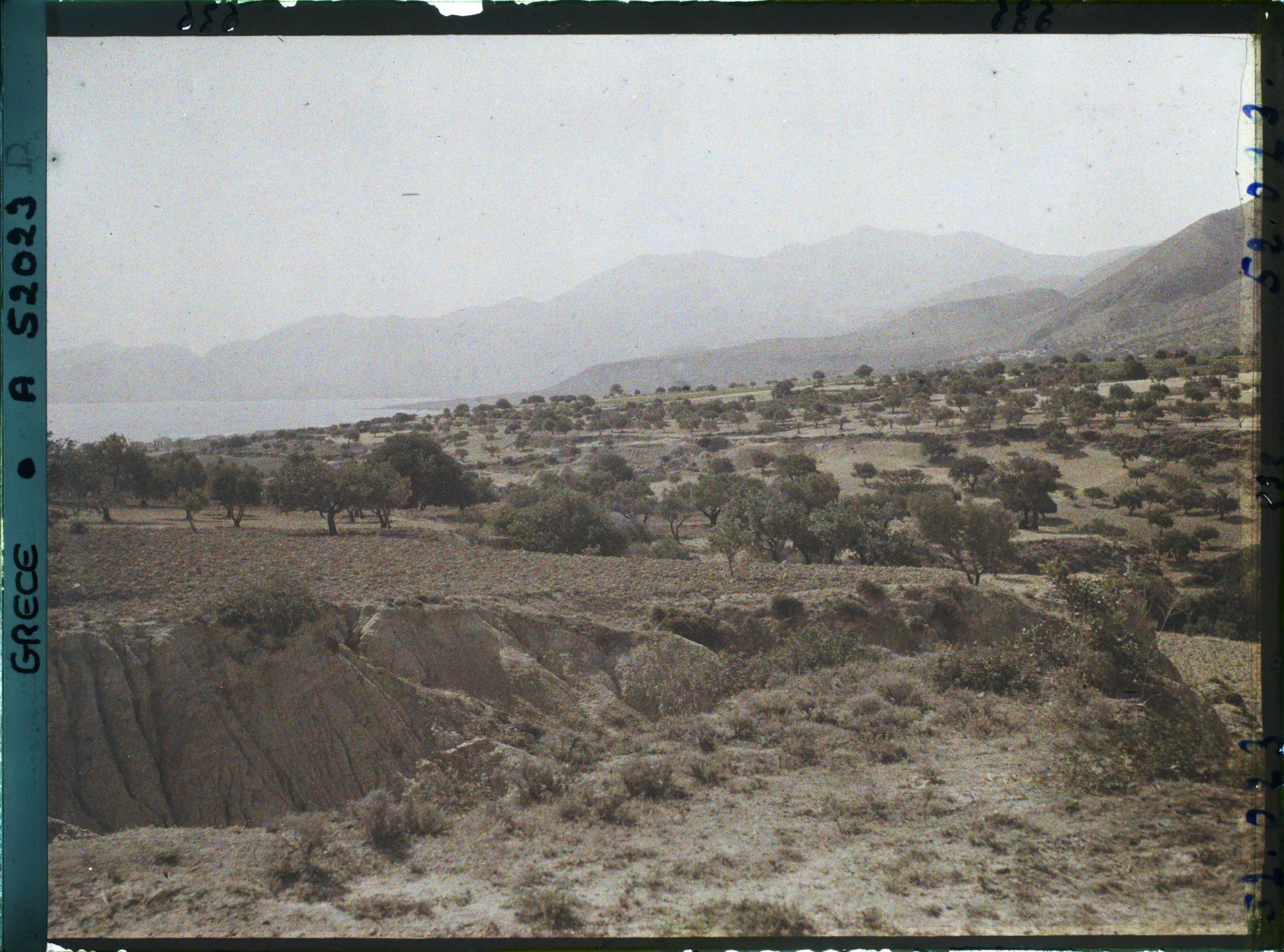 Image représentant Paysage d'oliviers