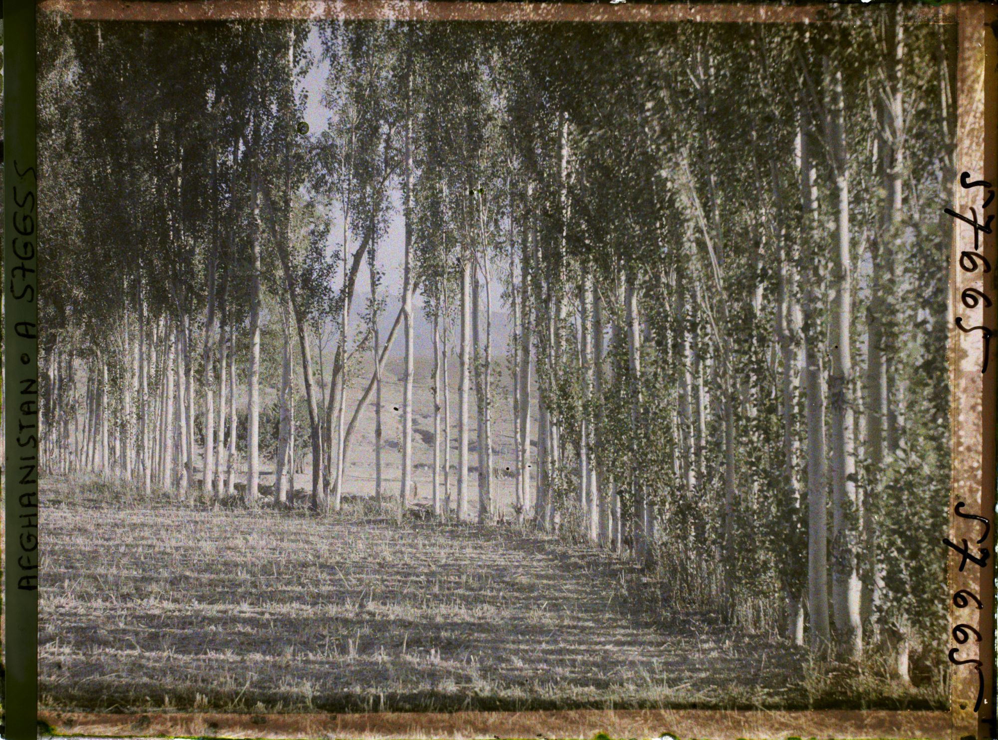 Image représentant Plantation de peupliers