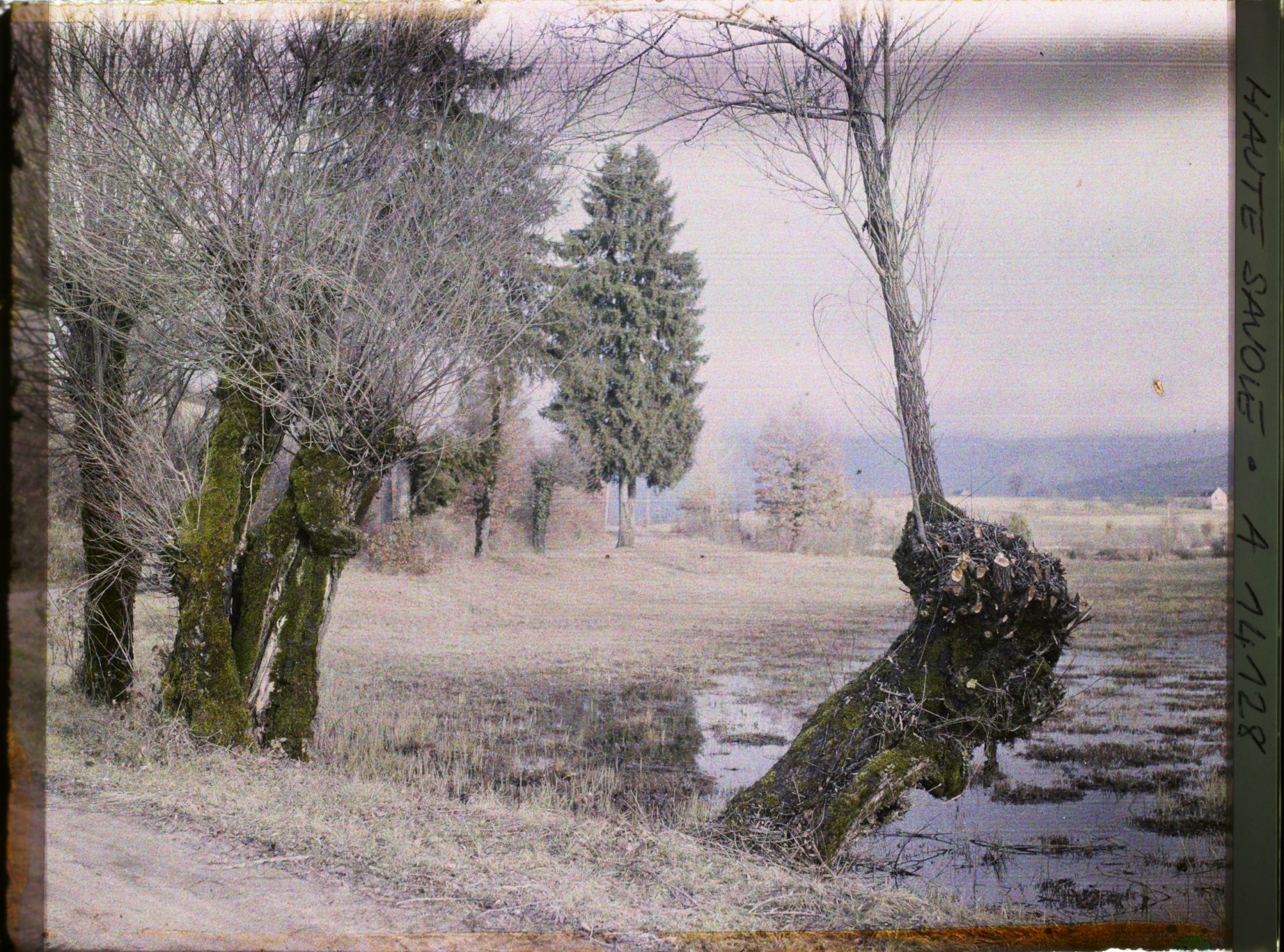 Image représentant Région d'Annecy, Vieux Saules près d'Annecy