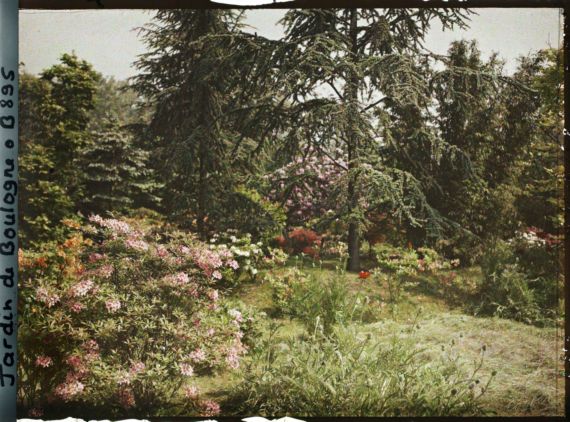 Image représentant Azalées et rhodos près de la forêt bleue et du marais