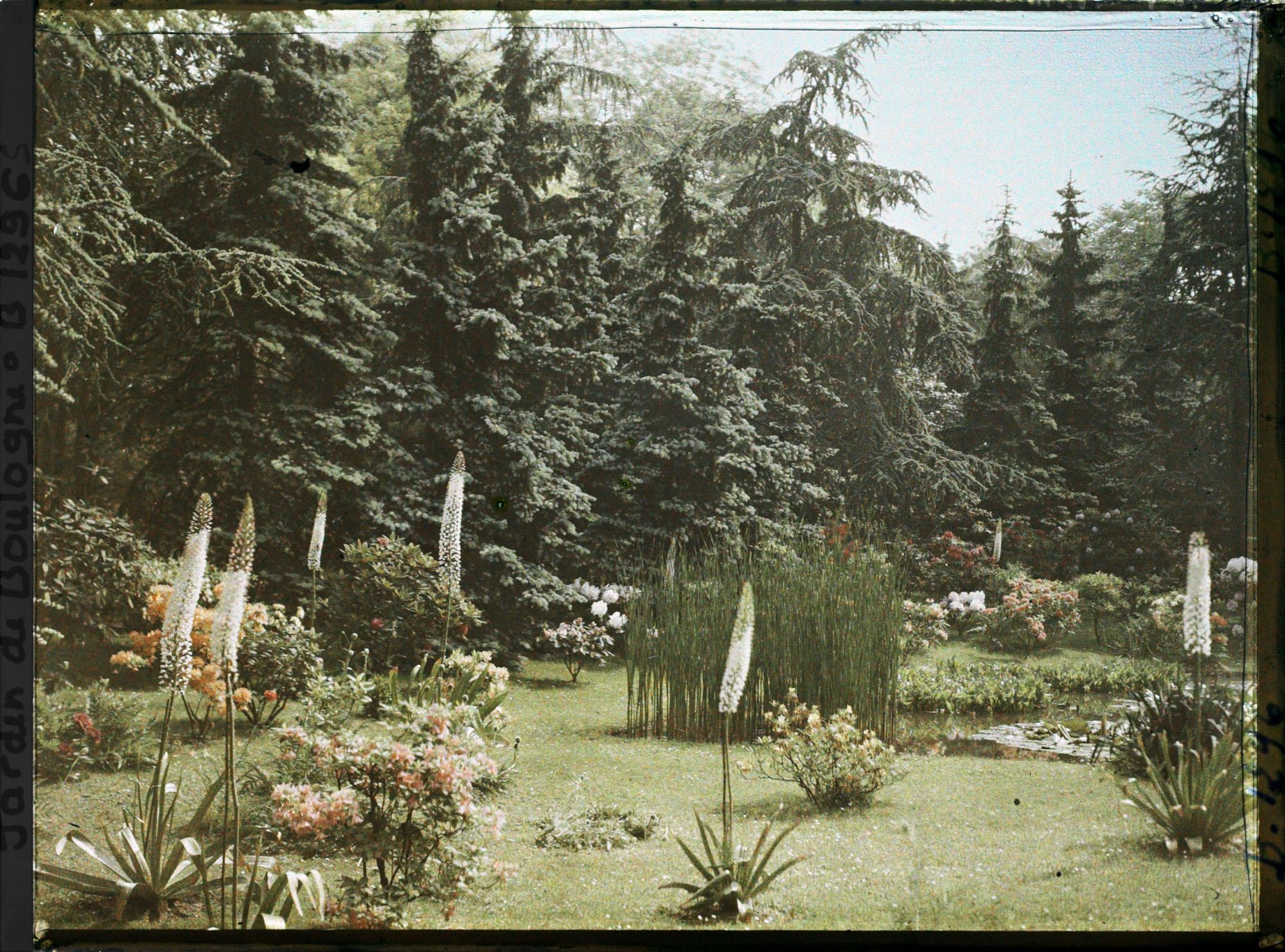 Image représentant La pelouse près du marais