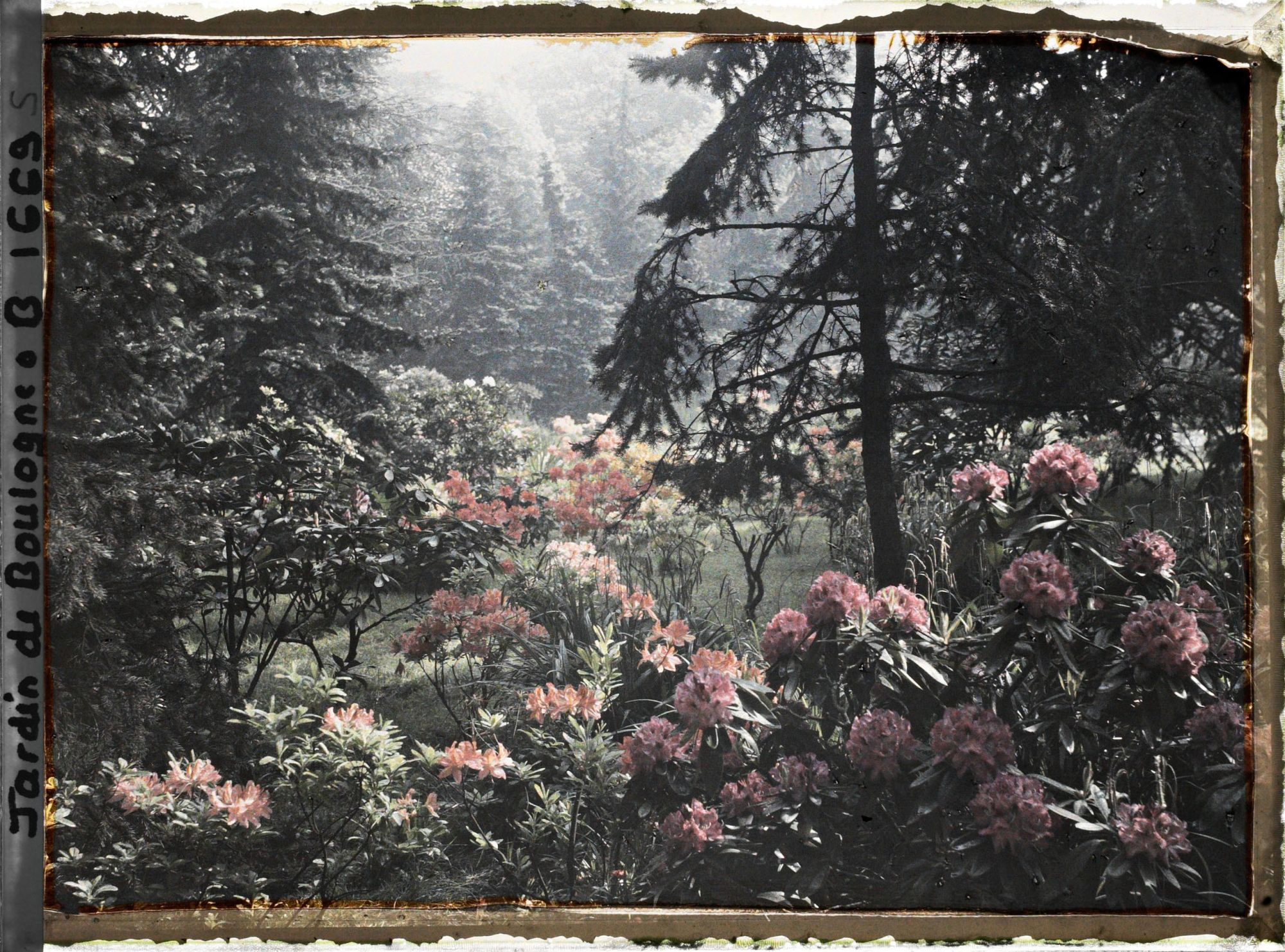 Image représentant Rhodos dans la forêt bleue