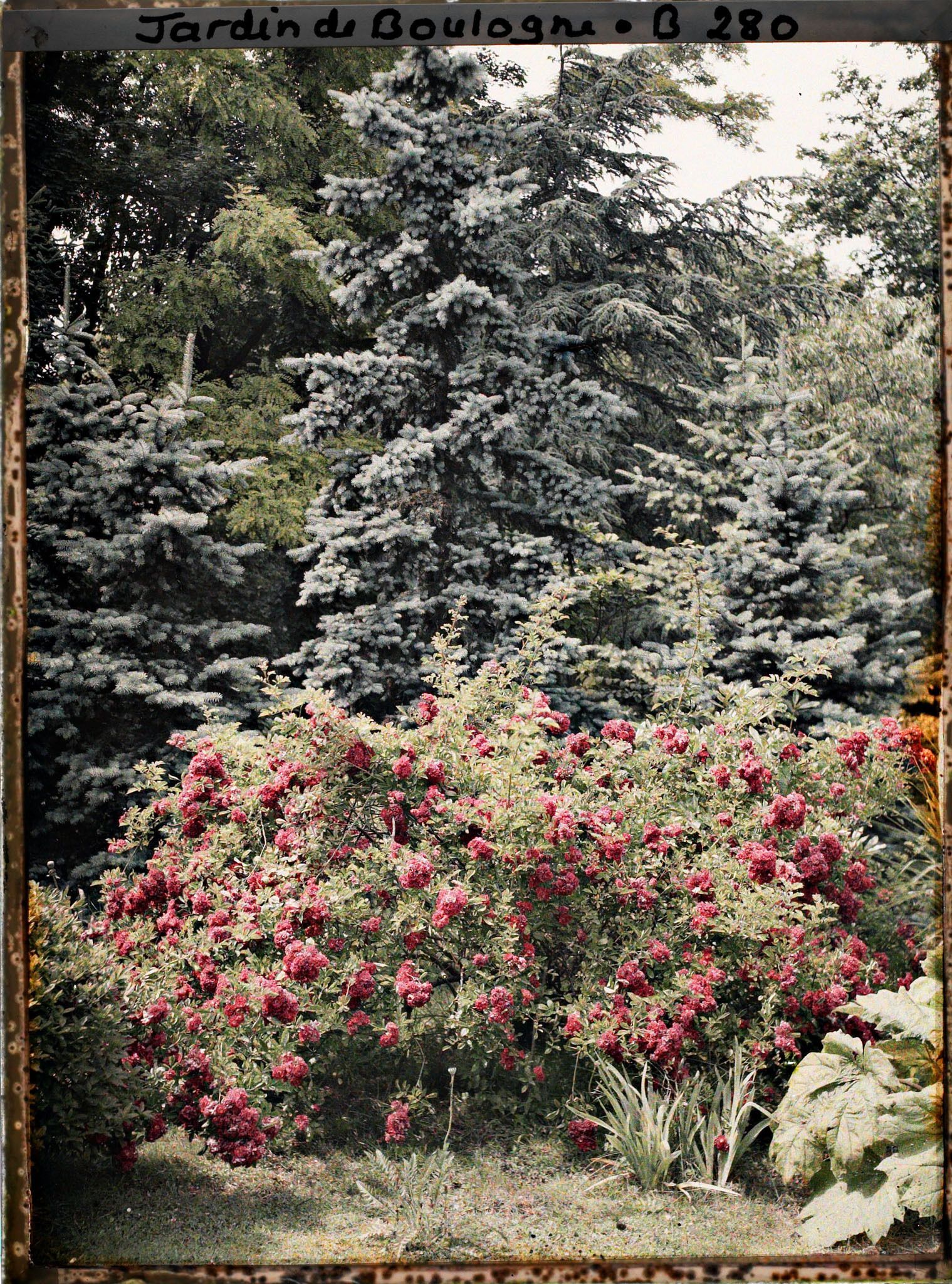 Image représentant Buisson de roses rouges en fleurs près de la forêt bleue