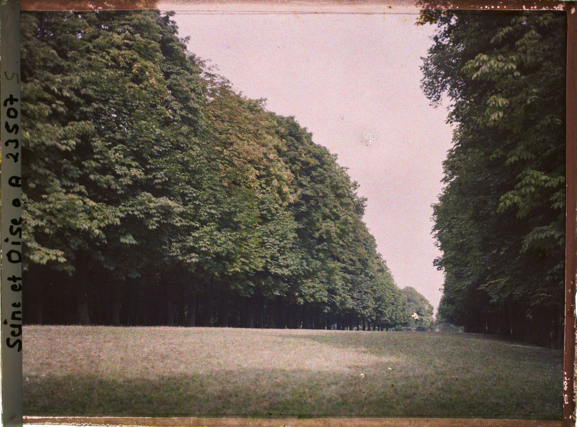 Image représentant Aspect de la végétation dans le parc