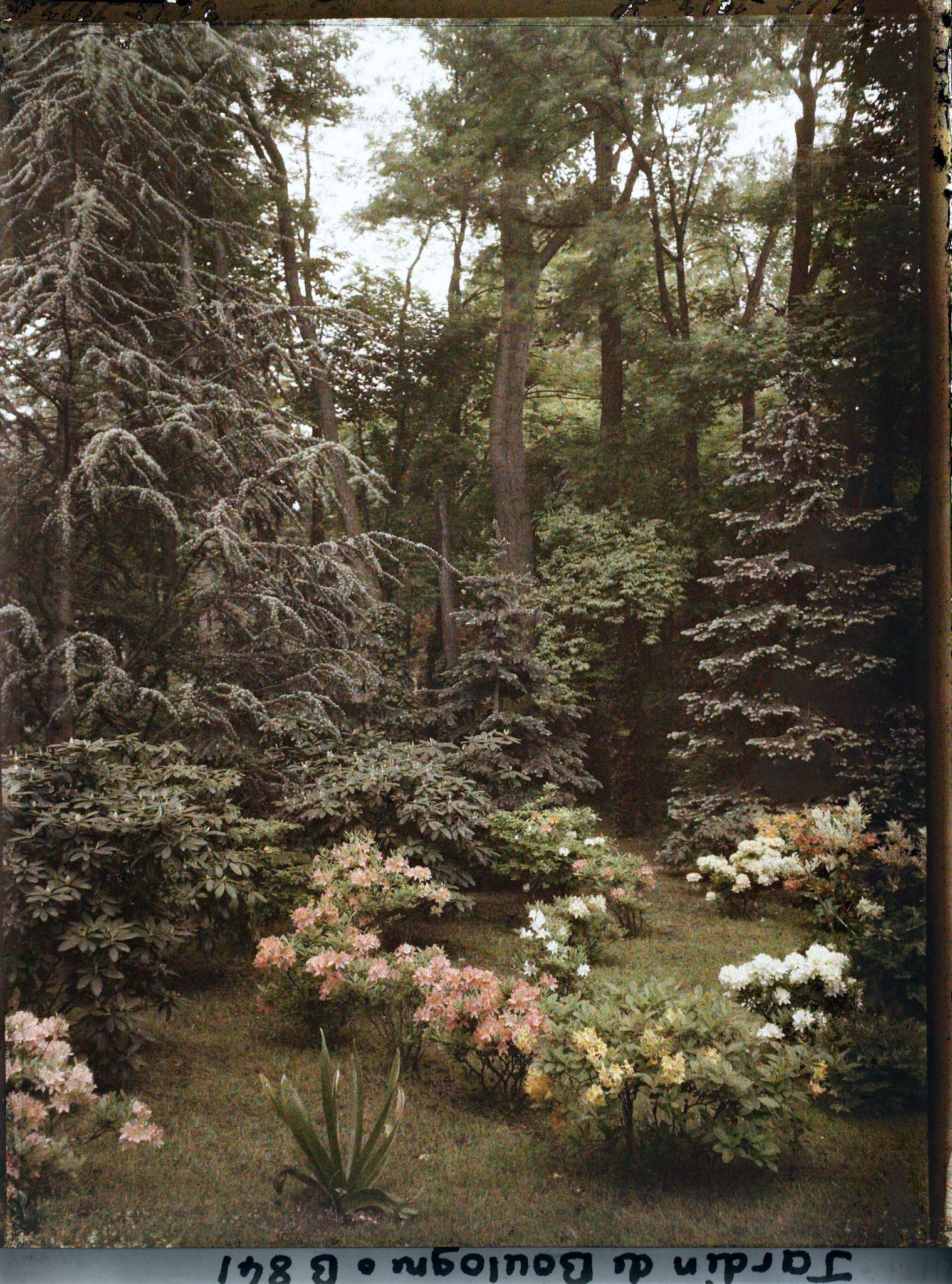 Image représentant Azalées près du marais, en bordure de la forêt dorée