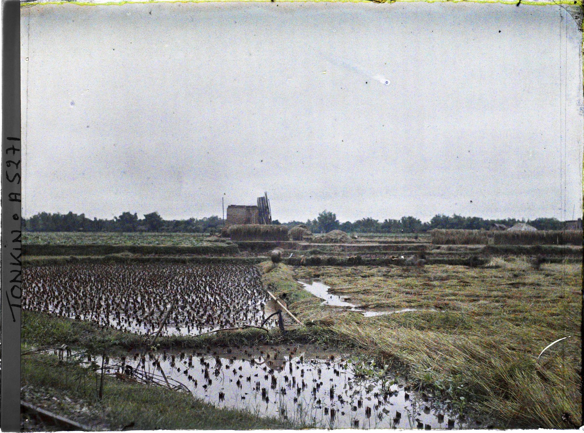 Image représentant Une rizière après la moisson