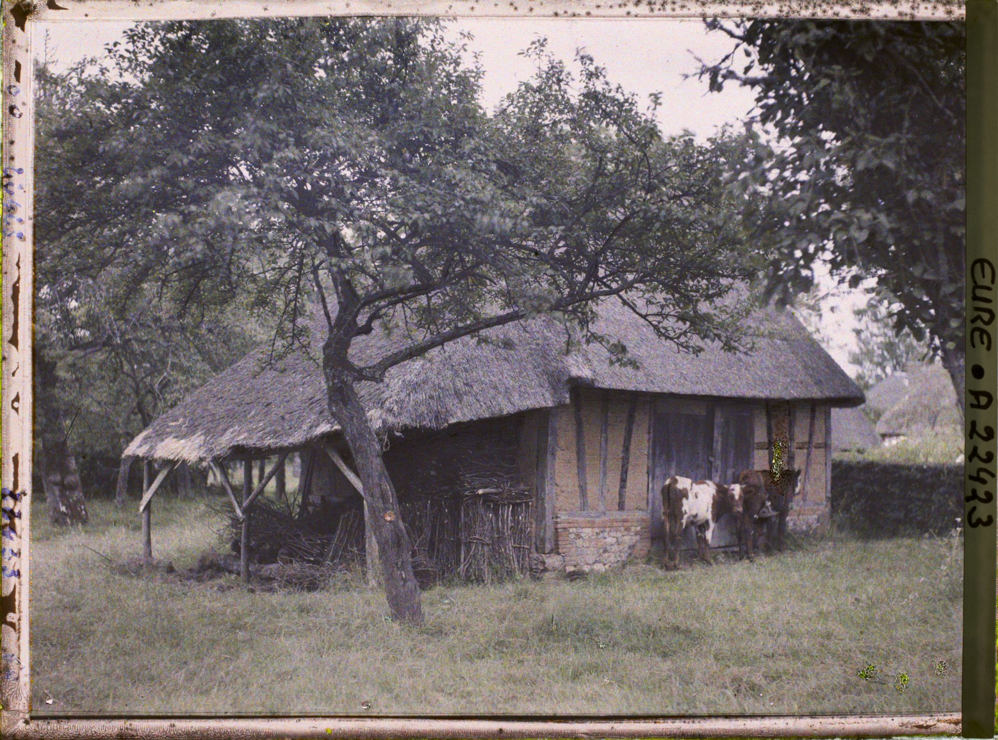 Image représentant Petite ferme et taureau