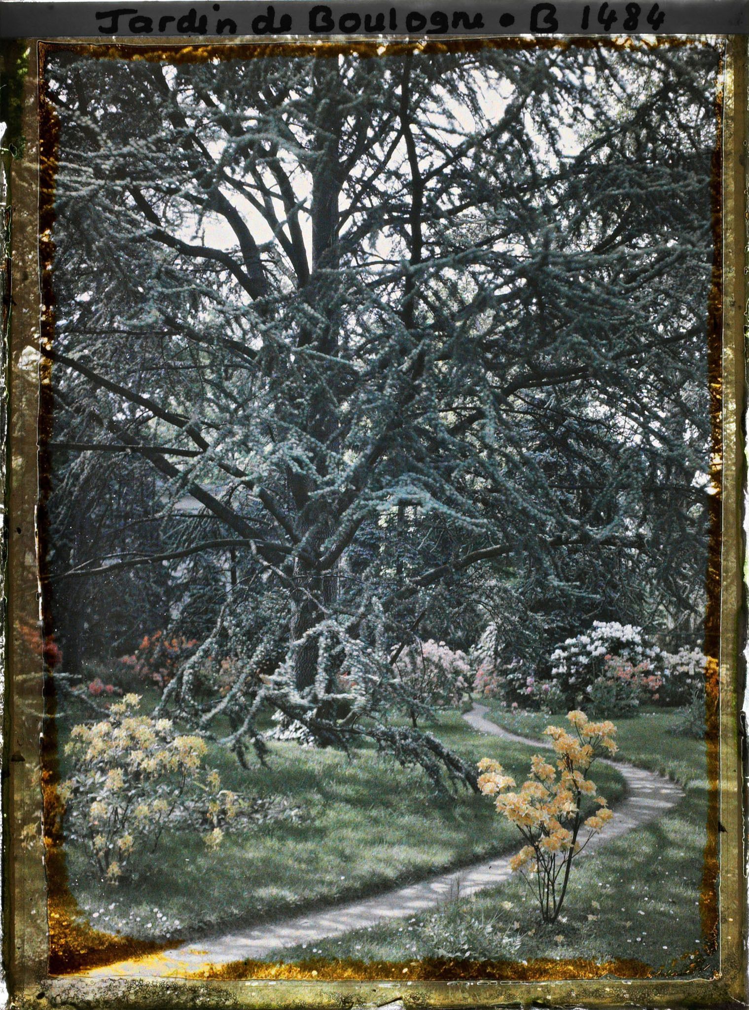 Image représentant Cèdre sur fond d'arbustes en fleurs, près du chemin longeant le marais en direction de l'ouest