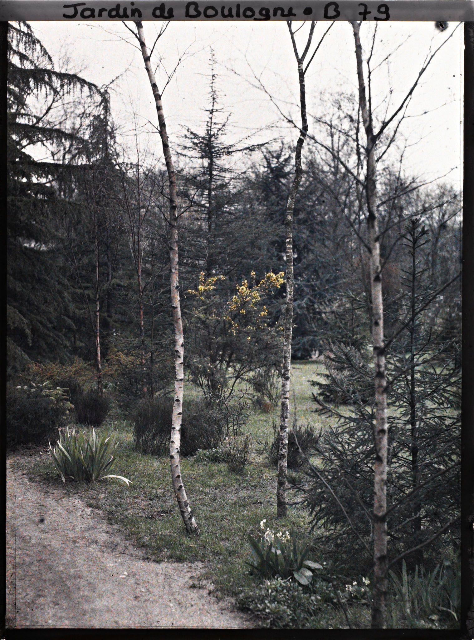 Image représentant Les bouleaux de la forêt dorée