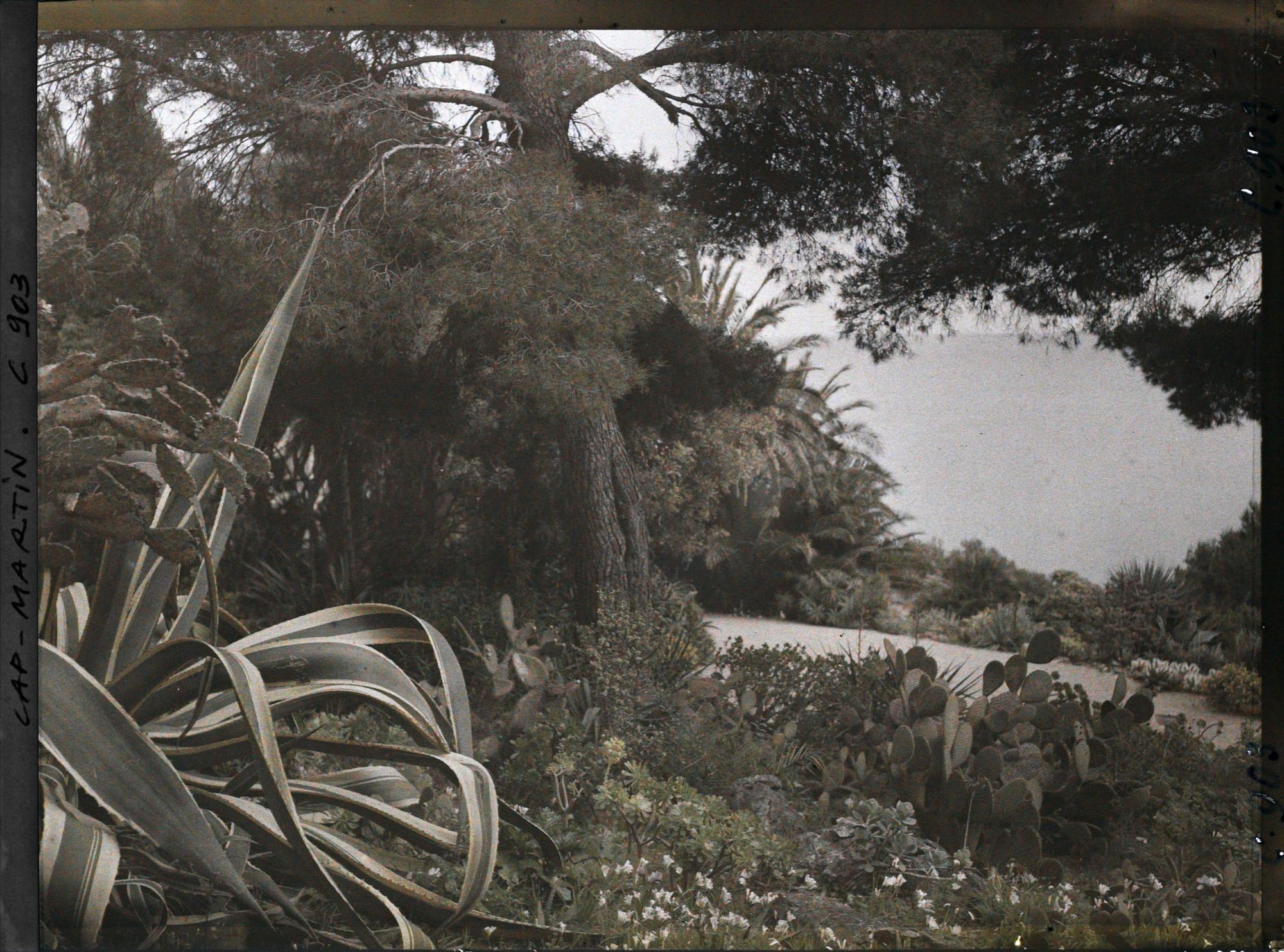 Image représentant Arbres et plantes grasses, avec vue sur la mer