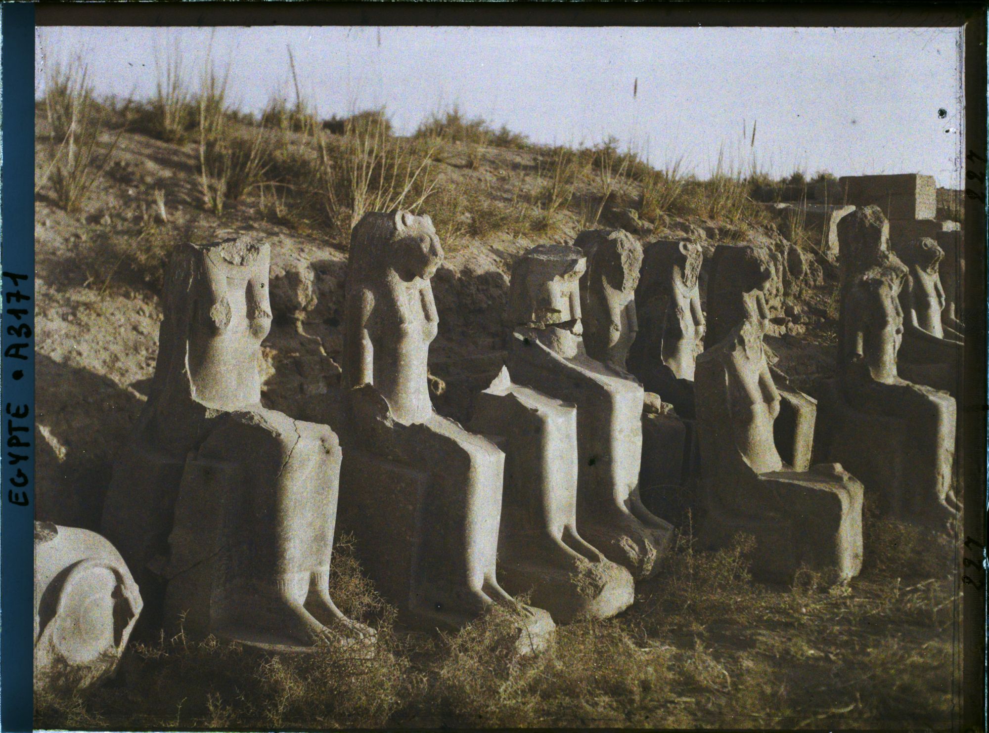 Image représentant Plusieurs statues de la déesse Sekhmet