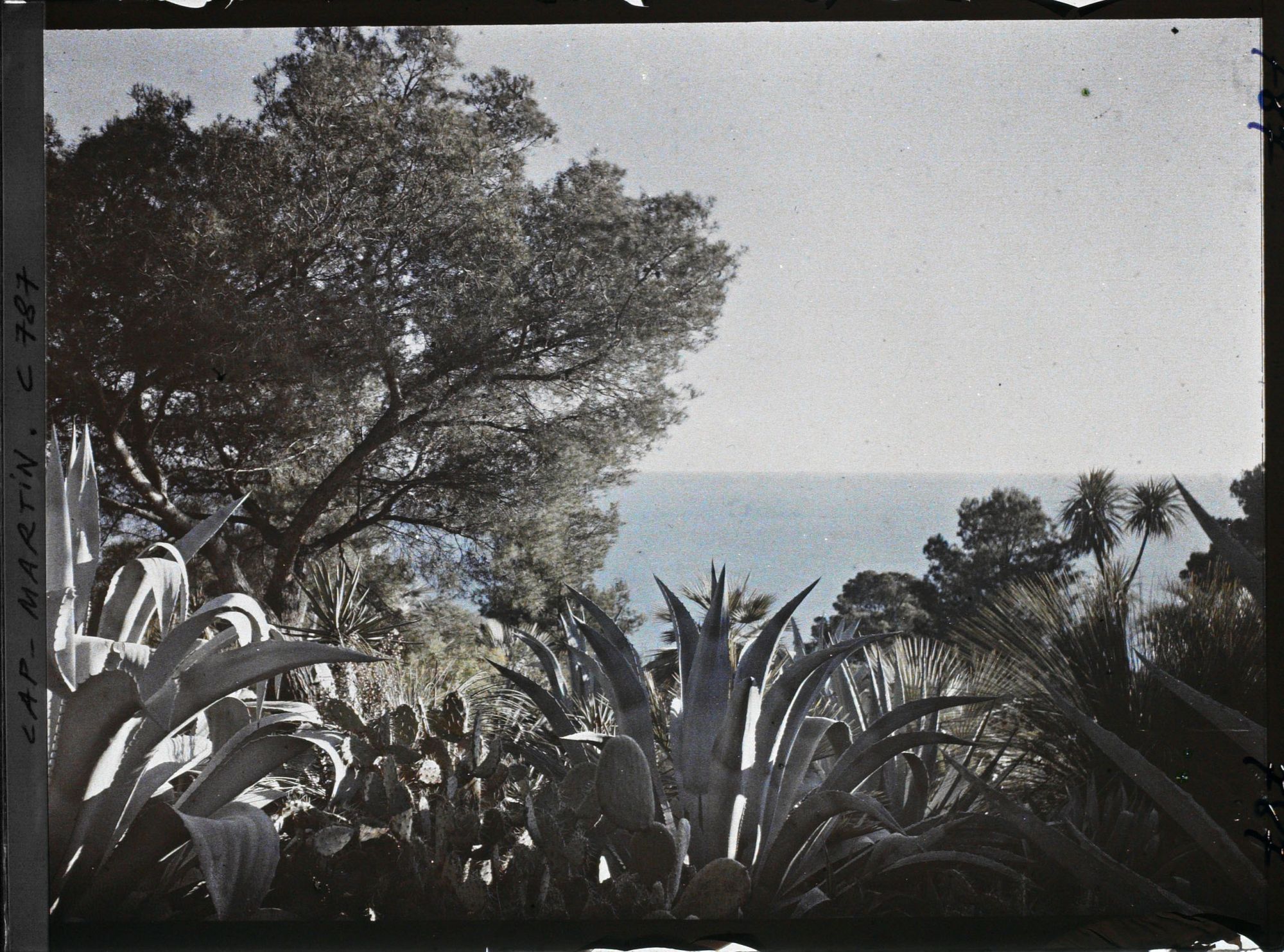 Image représentant le jardin vue vers la mer