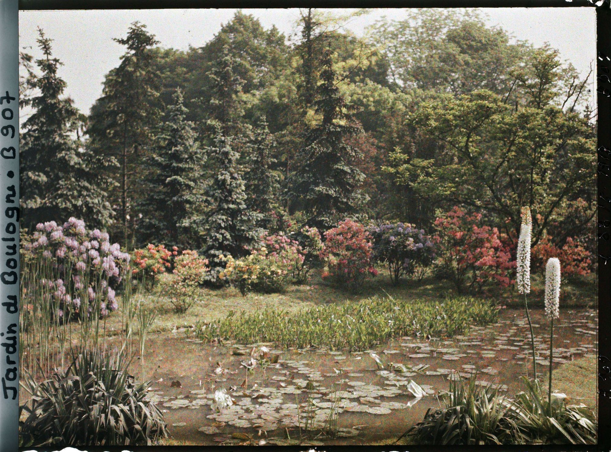 Image représentant Eremurus près de " l'étang " nord du marais ourlé d'arbustes en fleurs, vu en direction du nord-est