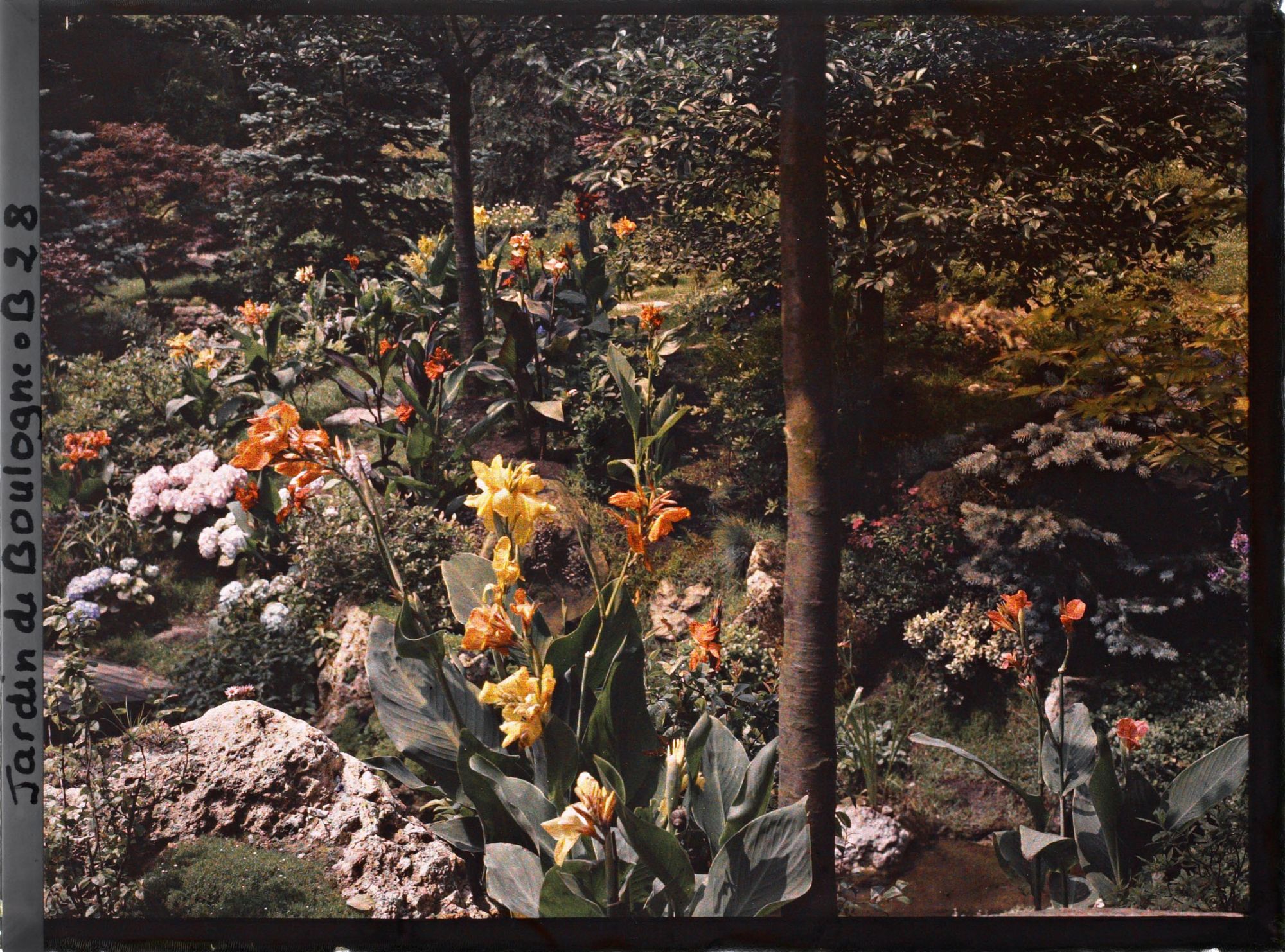 Image représentant Cannas et hortensias en fleurs sur une butte du " sanctuaire japonais "